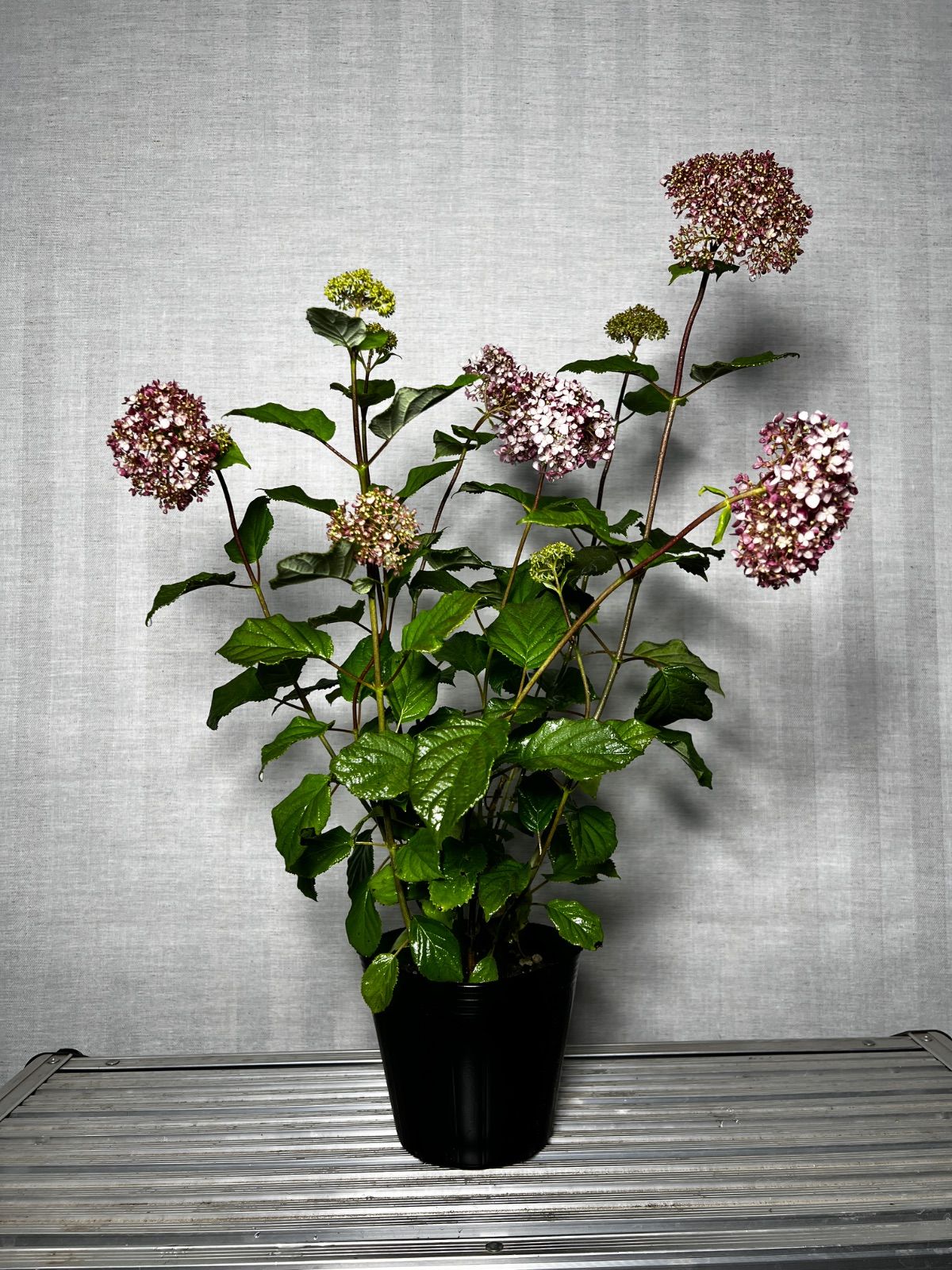 バフ工房 カフェ・ラテ様 専用商品