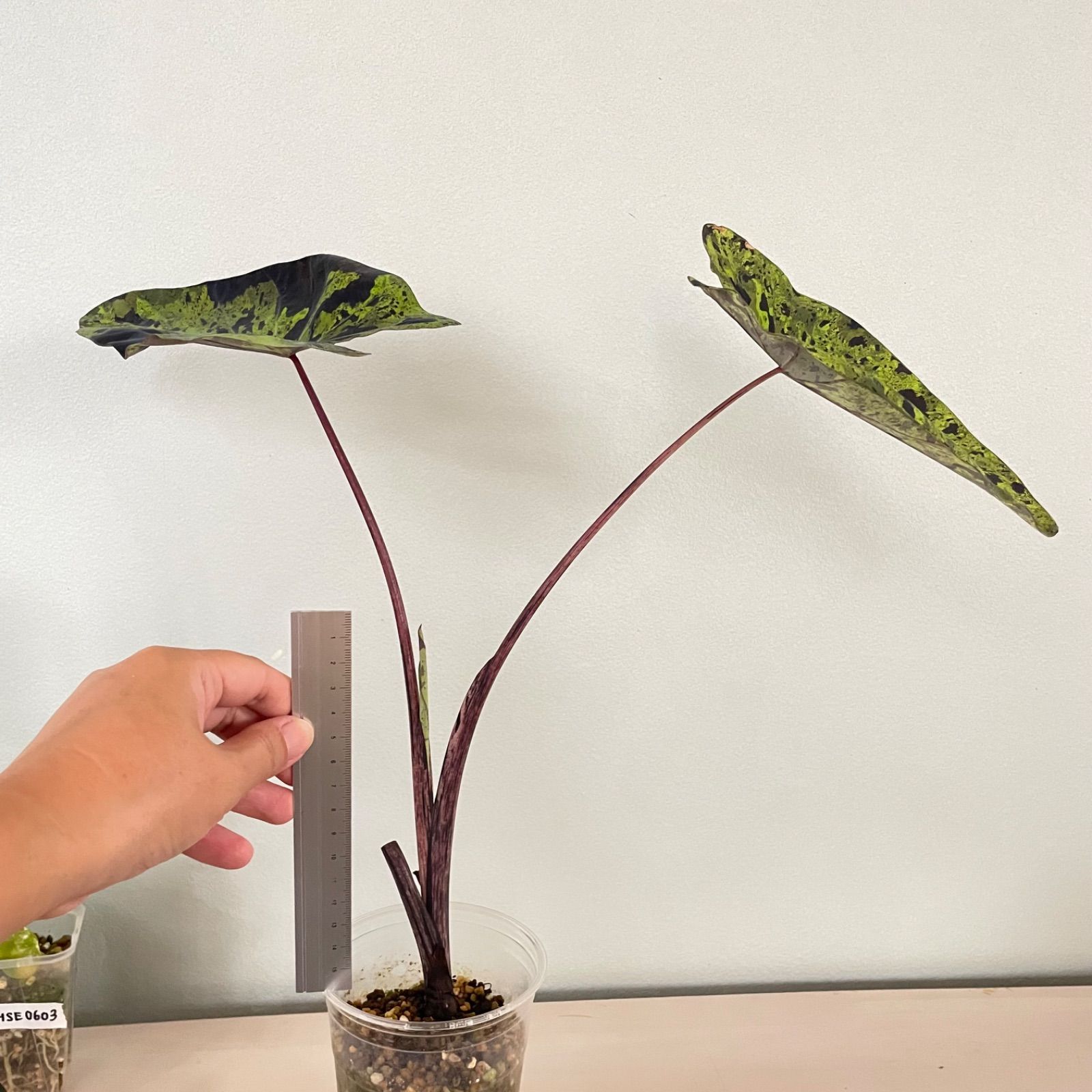 希少】コロカシア モヒート 美株 colocasia mojito - メルカリ