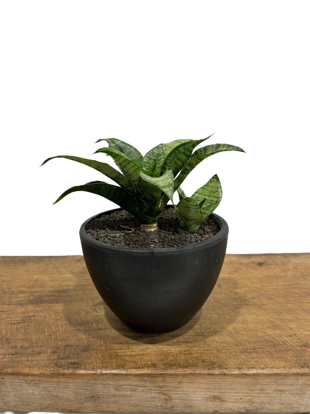 サンセベリア マルガ Sansevieria marga - メルカリ