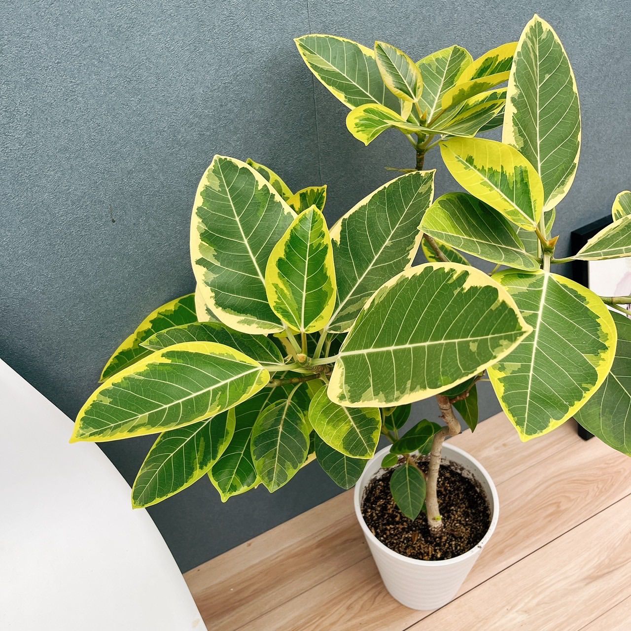 ［現品］95番 フィカス　アルテシマ　曲がり　8号　観葉植物　室内　ゴムの木 現品］95番 フィカス アルテシマ 曲がり 8号 観葉植物 室内 ゴム