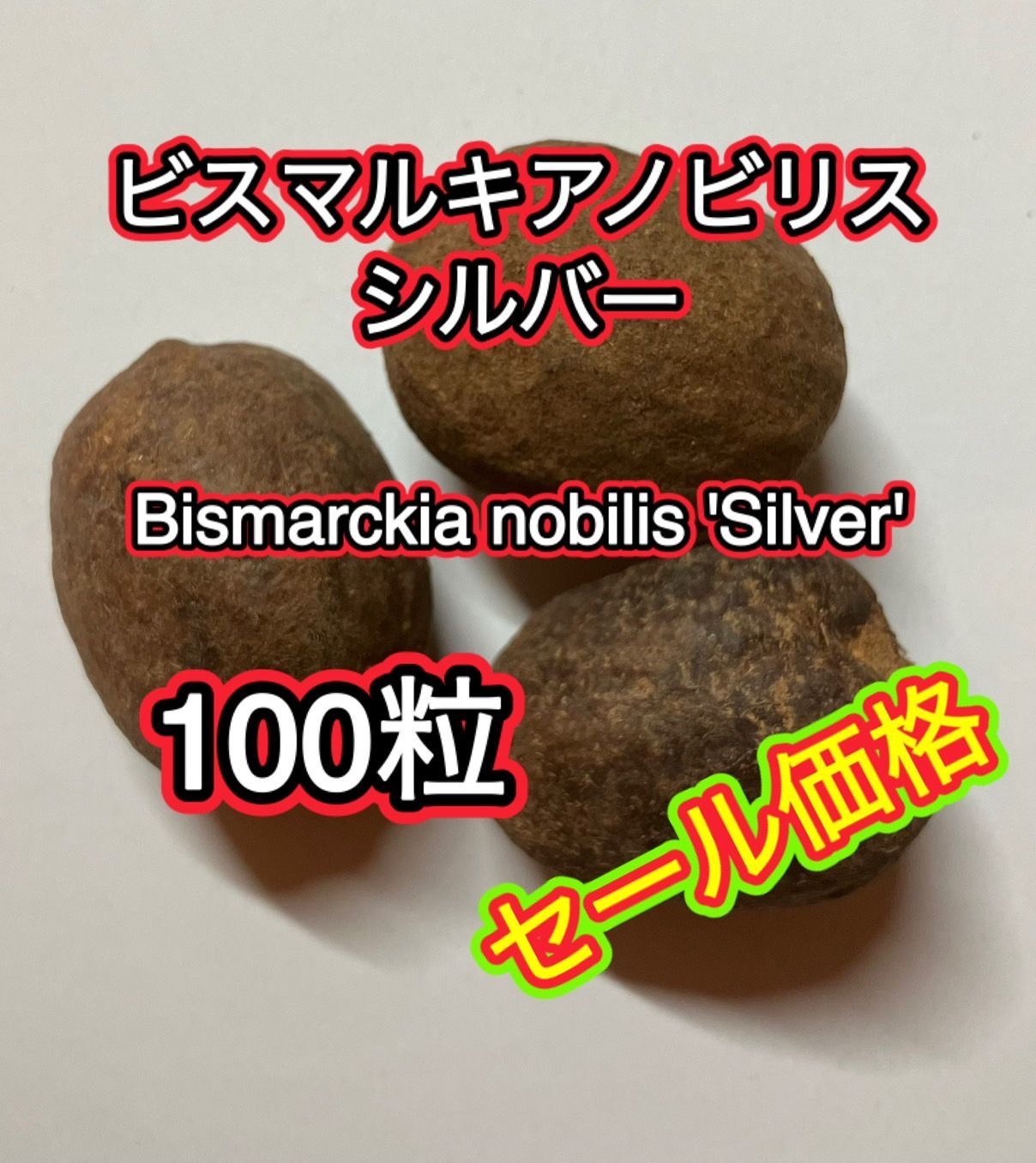 種】100粒 Bismarckia nobilis 'Silver' ビスマルキア ノビリス