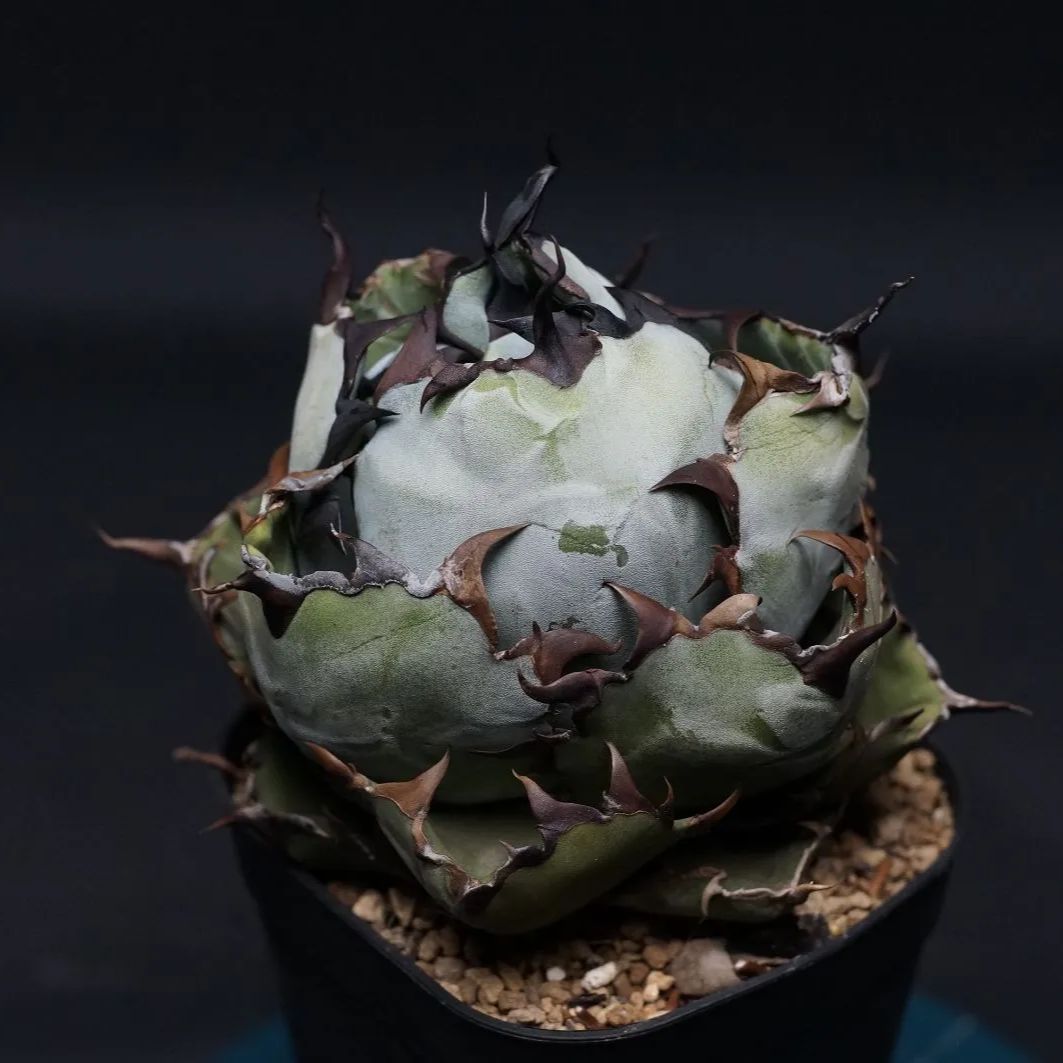 ブラック＆ブルー