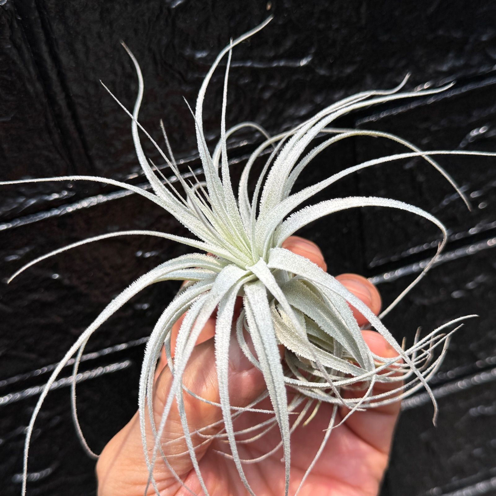 チャペウエンシス(チランジア、エアプランツ、ティランジア、ブロメリア) チランジア チャペウエンシス Tillandsia chapeuensis＊エア