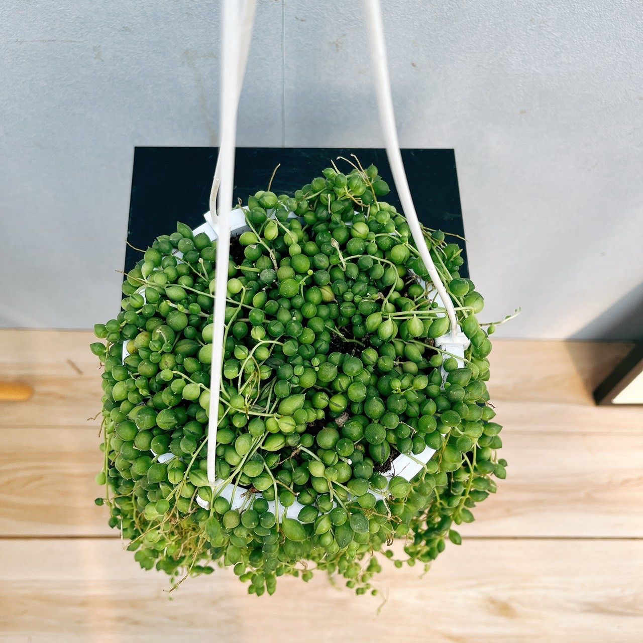 ハンキングセット ハンギングバー 約278cm×47cm ホワイト H-2 天井付けCタイプセット 日本製