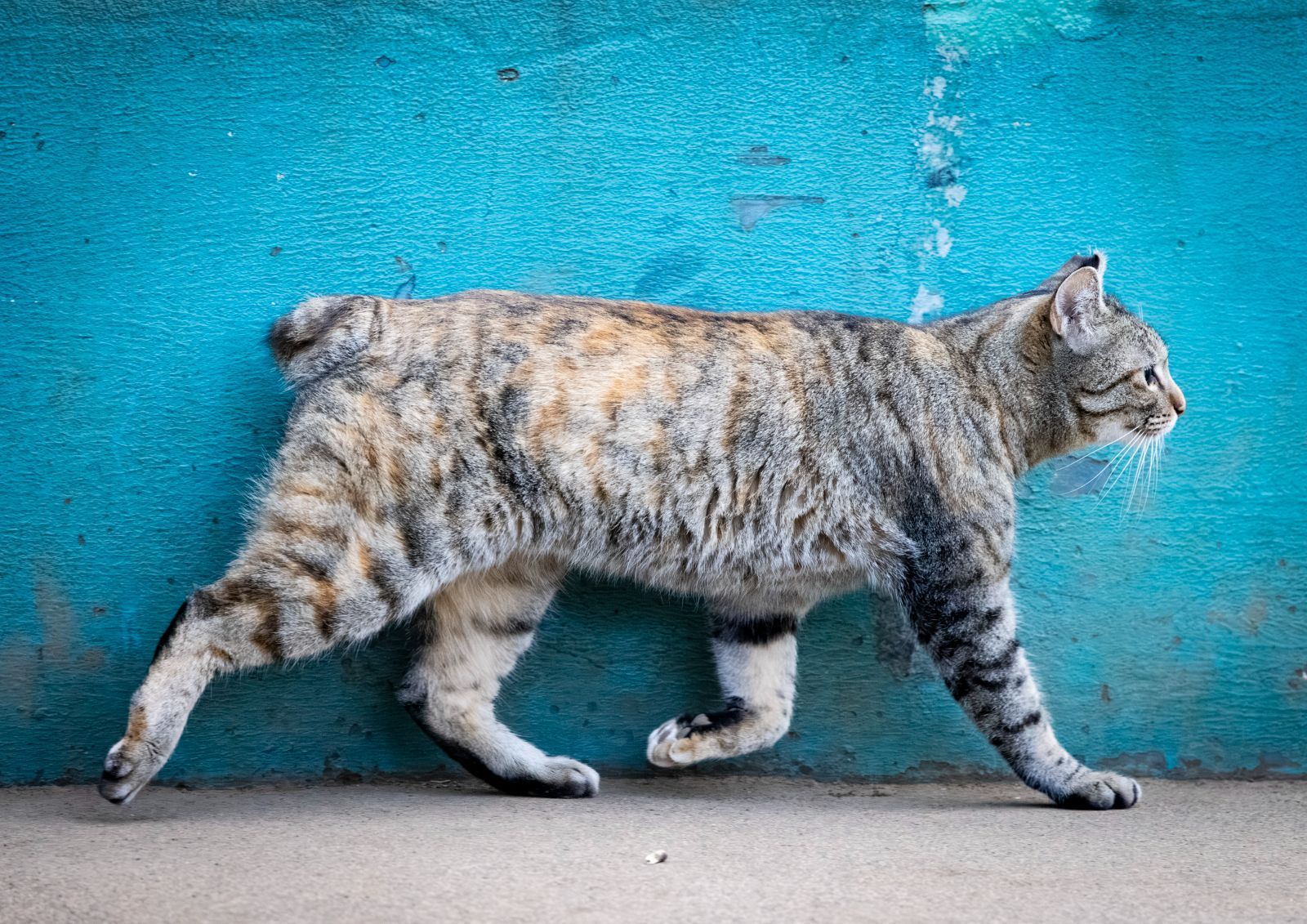 街猫の佇まい｜中村年孝 アクリルフォト作品