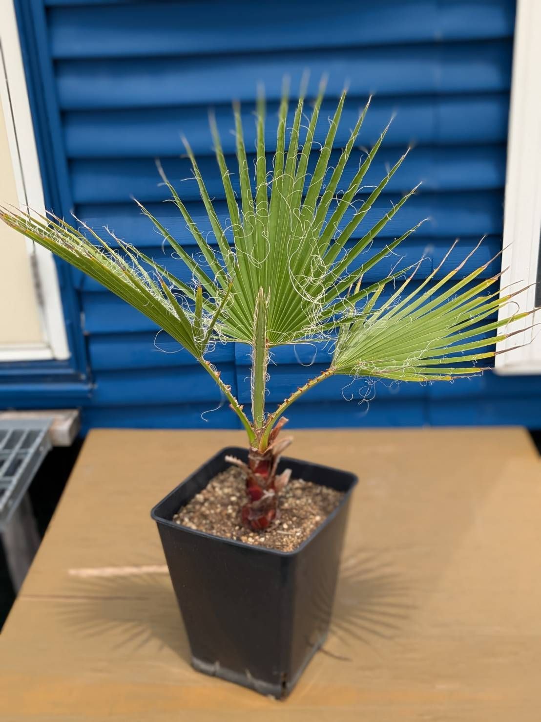 鉢ごと発送】ワシントンヤシ ワシントニアフィリフェラ