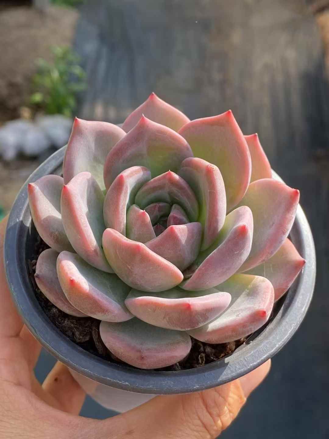 QS1028×30 Qオレンジ 抜き苗 多肉植物 アエオニウム エケベリア 韓国苗