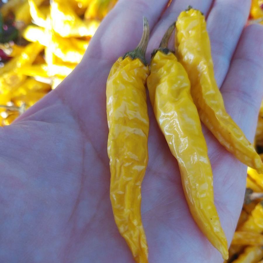 メルカリshops 激辛 黄金唐辛子 乾燥 60本