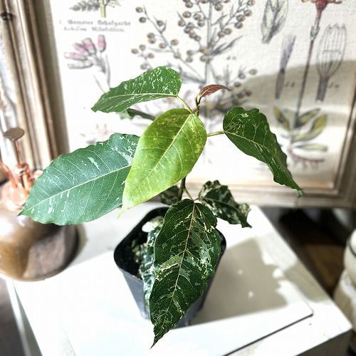 観葉植物 フィカス アスペラパーセリー 3号(個体おまかせ1鉢