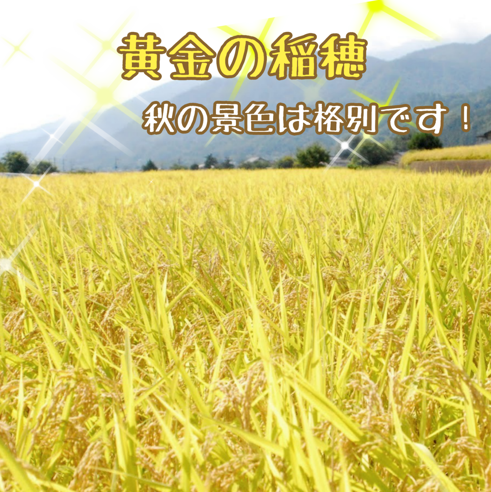 【令和6年産完売】アイガモと一緒に農薬不使用で育ったお米★農林48号 10kg×3 玄米