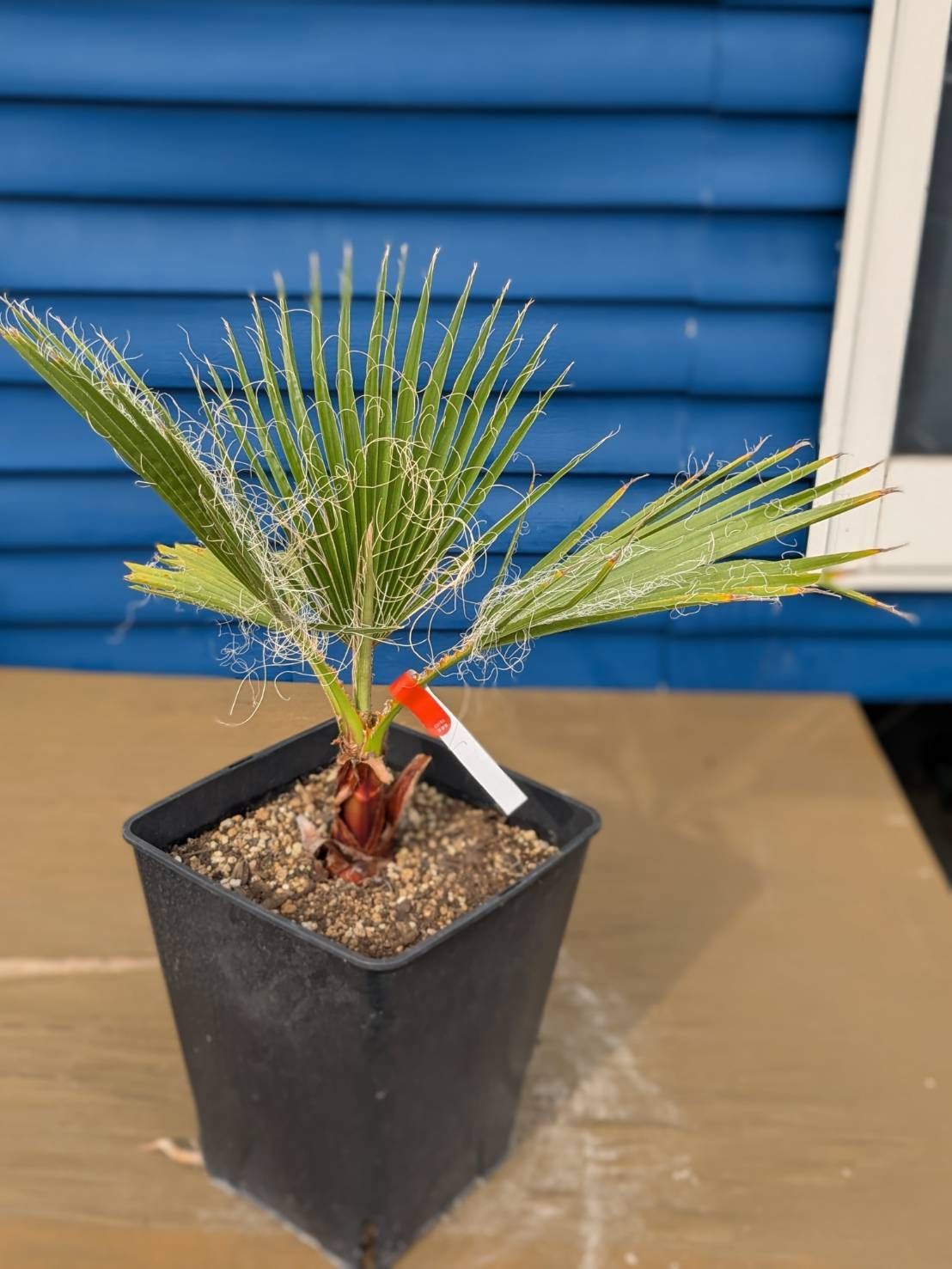 ワシントンヤシ フィリフェラ　Washingtonia filifera Amazon｜【観葉植物／種子】Washingtonia Filifera ワシントニア