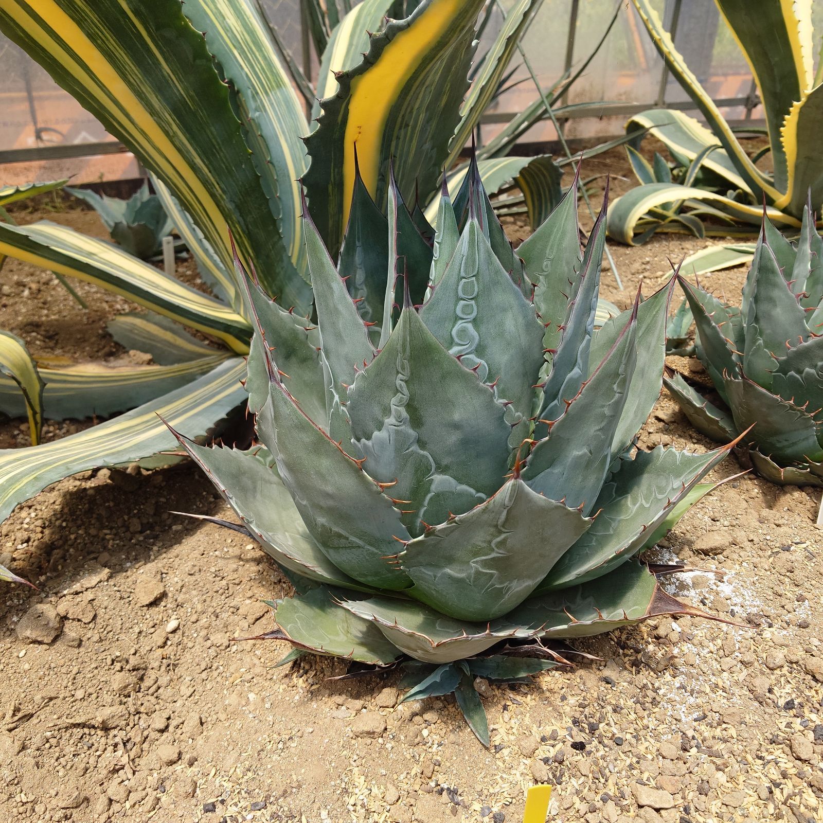 アガベ ファンキートゥース アメリカーナ 大株 （Agave