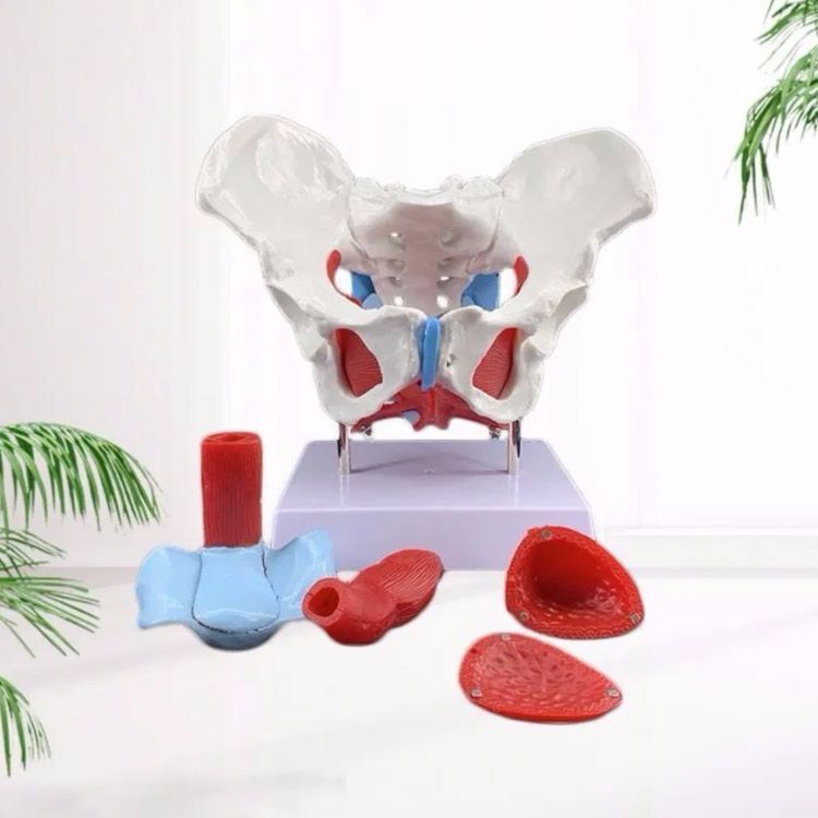 女性の骨盤 人体模型 骨盤模型 骨盤 模型 女性 子宮膣 卵巣 膀胱 直腸 模型 間接模型 骨格模型 骨格標本 骨模型 骸骨模型 人骨模型 骨格 人体 モデル 骸骨 教材 実験 接骨院 整骨院 生物 qz3024