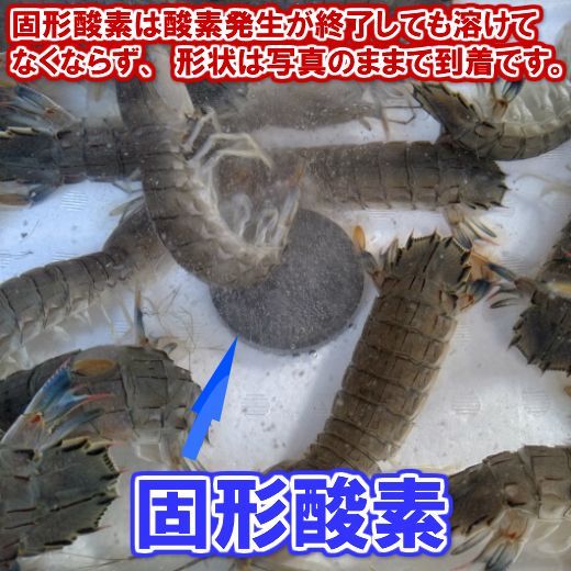 活梱包「海水ごと輸送！蝦蛄海老 1ｋｇ（20-32匹）シャコエビ しゃこえび シャコ刺身 蝦蛄刺身 刺し身 シャコの寿司に ボイルシャコに 漁師直送 活きて到着の可能性あり 活魚【100】