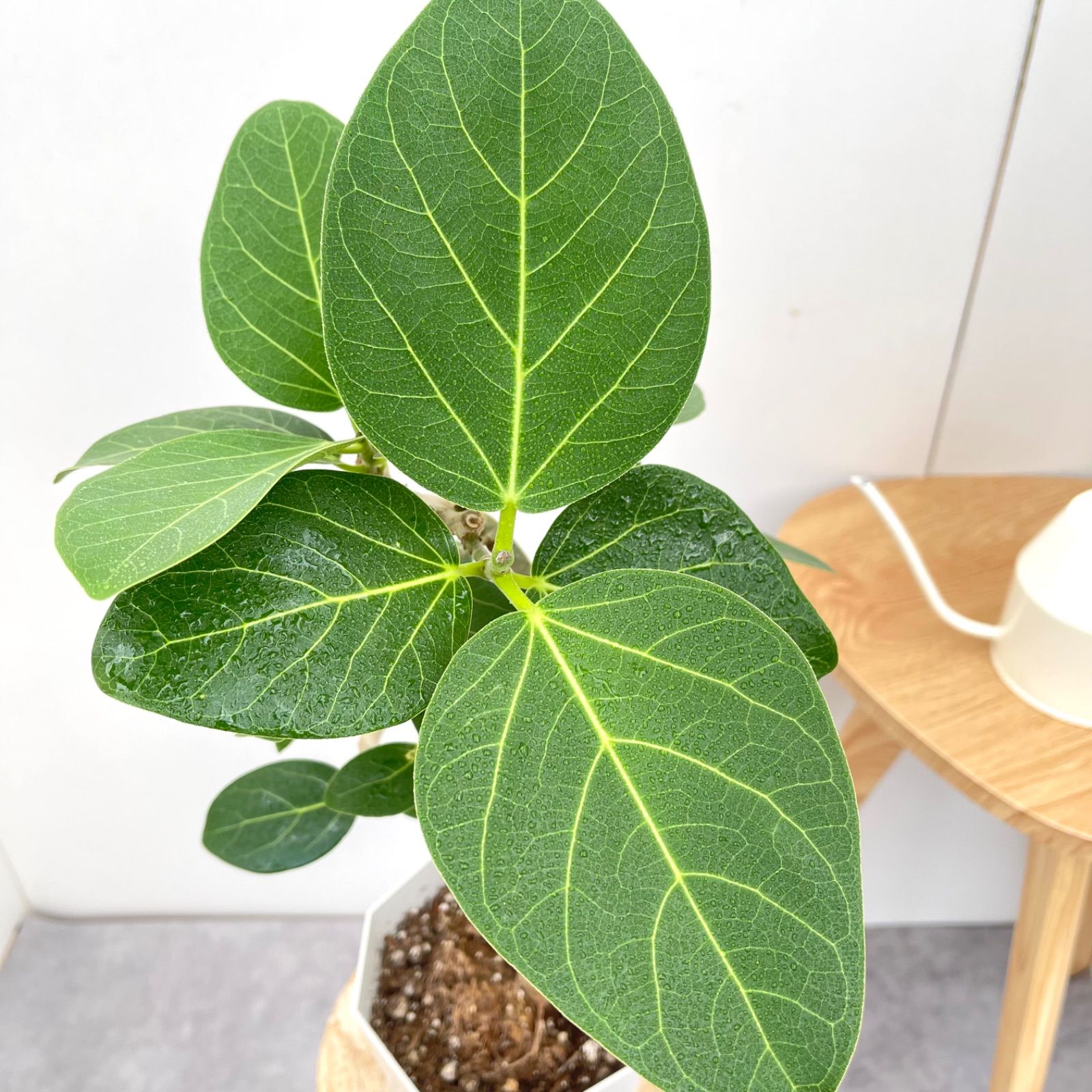 フィカス ベンガレンシス 曲がり 1【現品】観葉植物 室内 5号