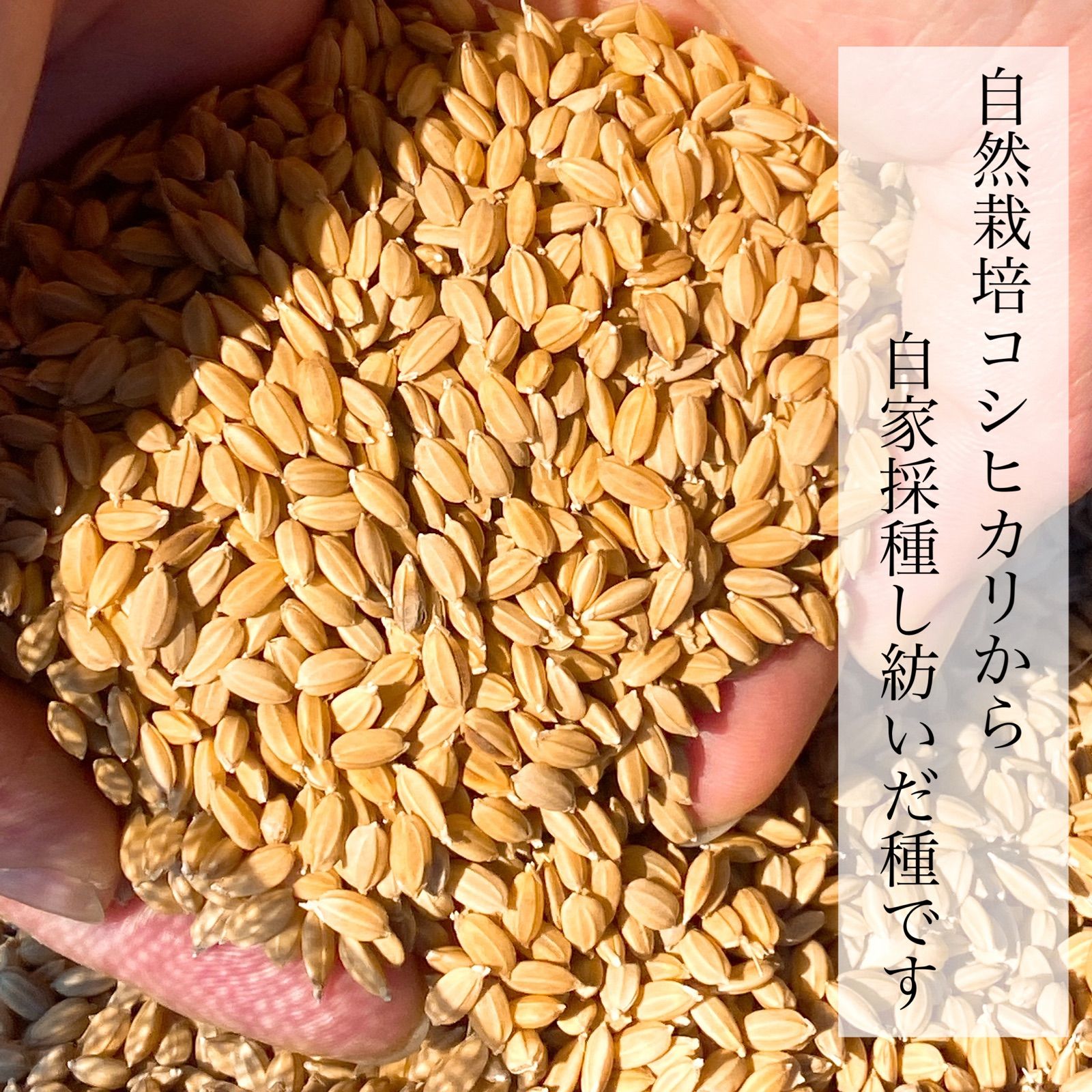 自然栽培米 精米10kg 無農薬・無肥料 令和2年 コシヒカリ あぐり佐野-