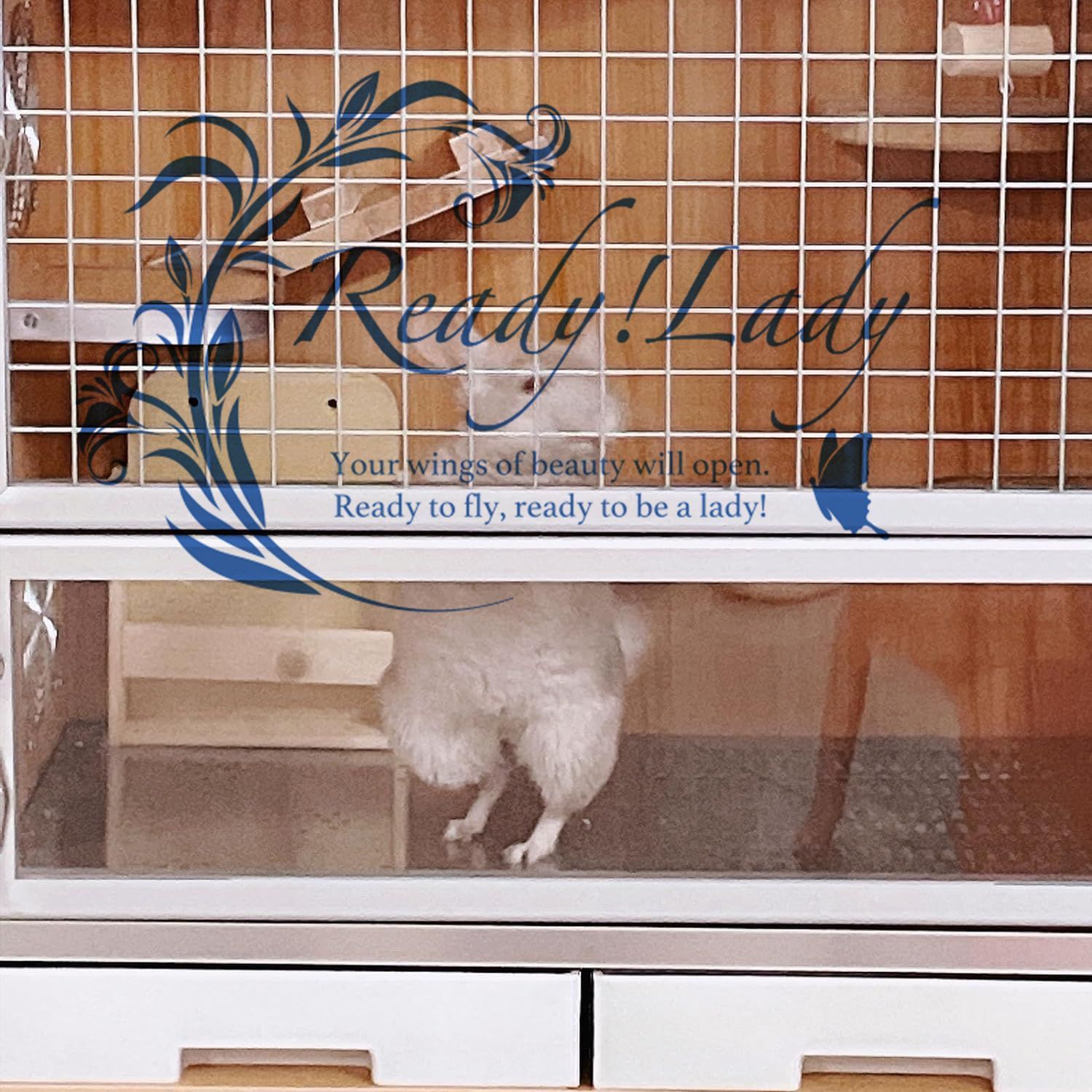 小動物