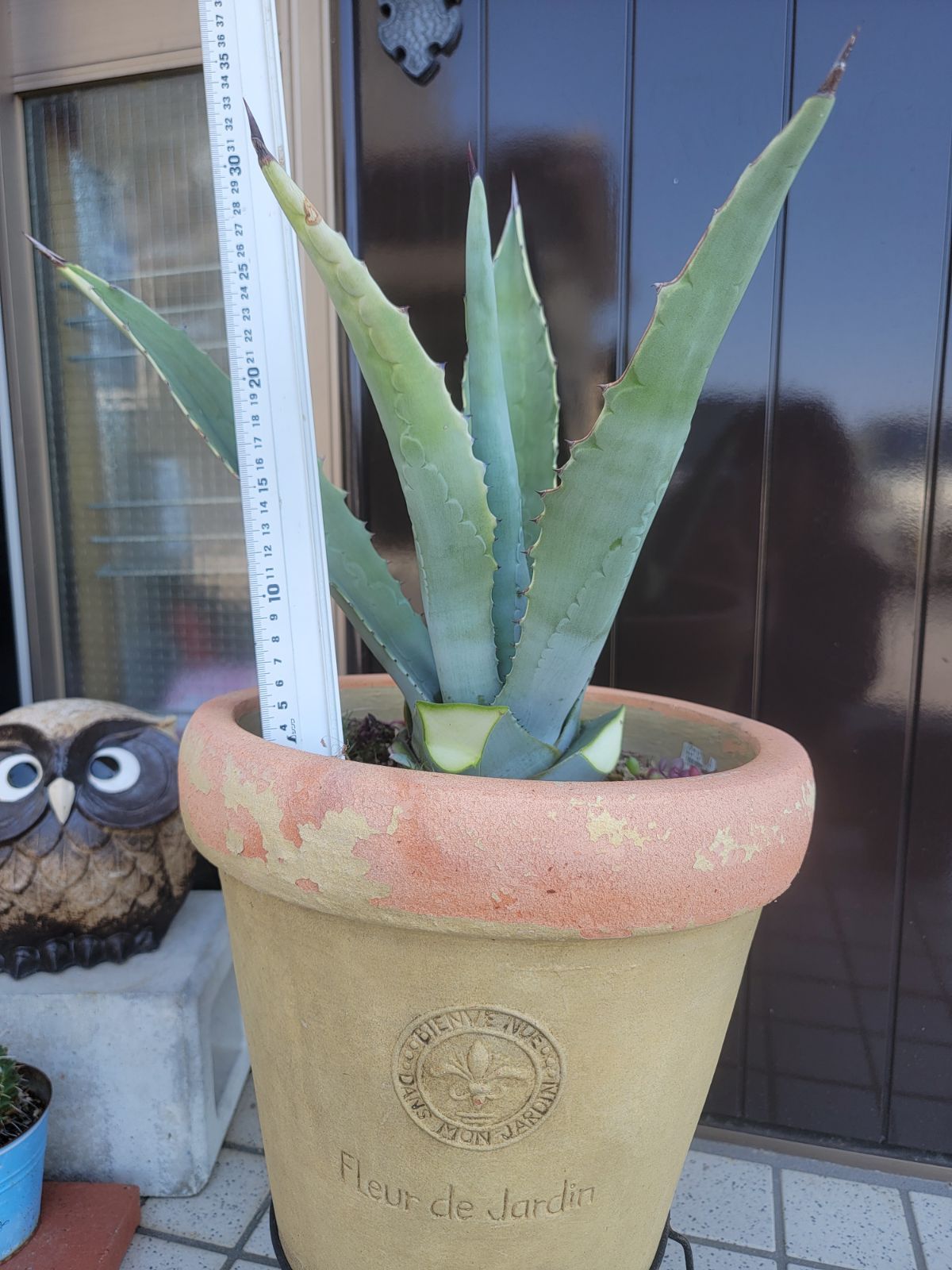 アガベ オテロイ 33 【公式通販】