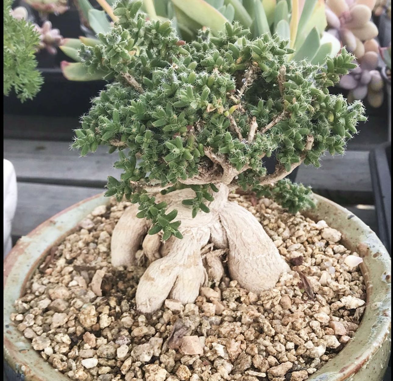 ケラリアピグマエア 鉢植え 発根済 - メルカリ