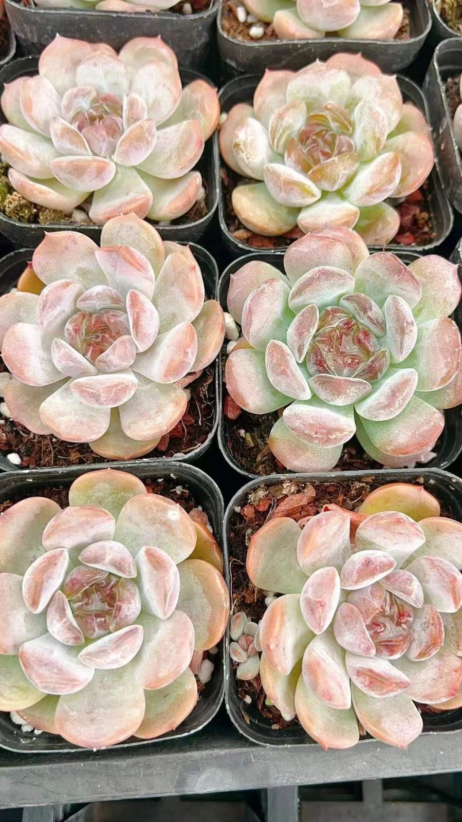 ブルーバード錦 土 抜き苗 1 54株の抜き苗セット】ミルクティー 多肉