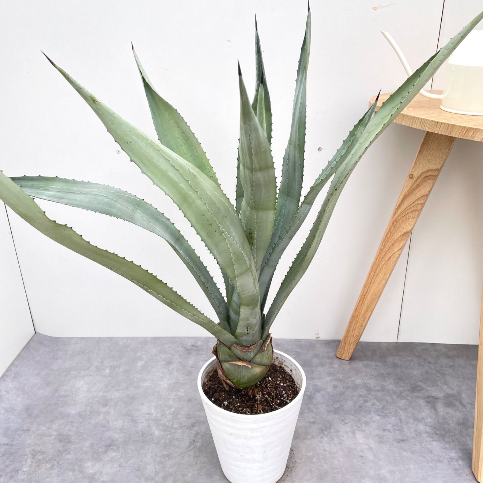アガベ アメリカーナ【現品】観葉植物 ドライガーデン 大型 アガベ