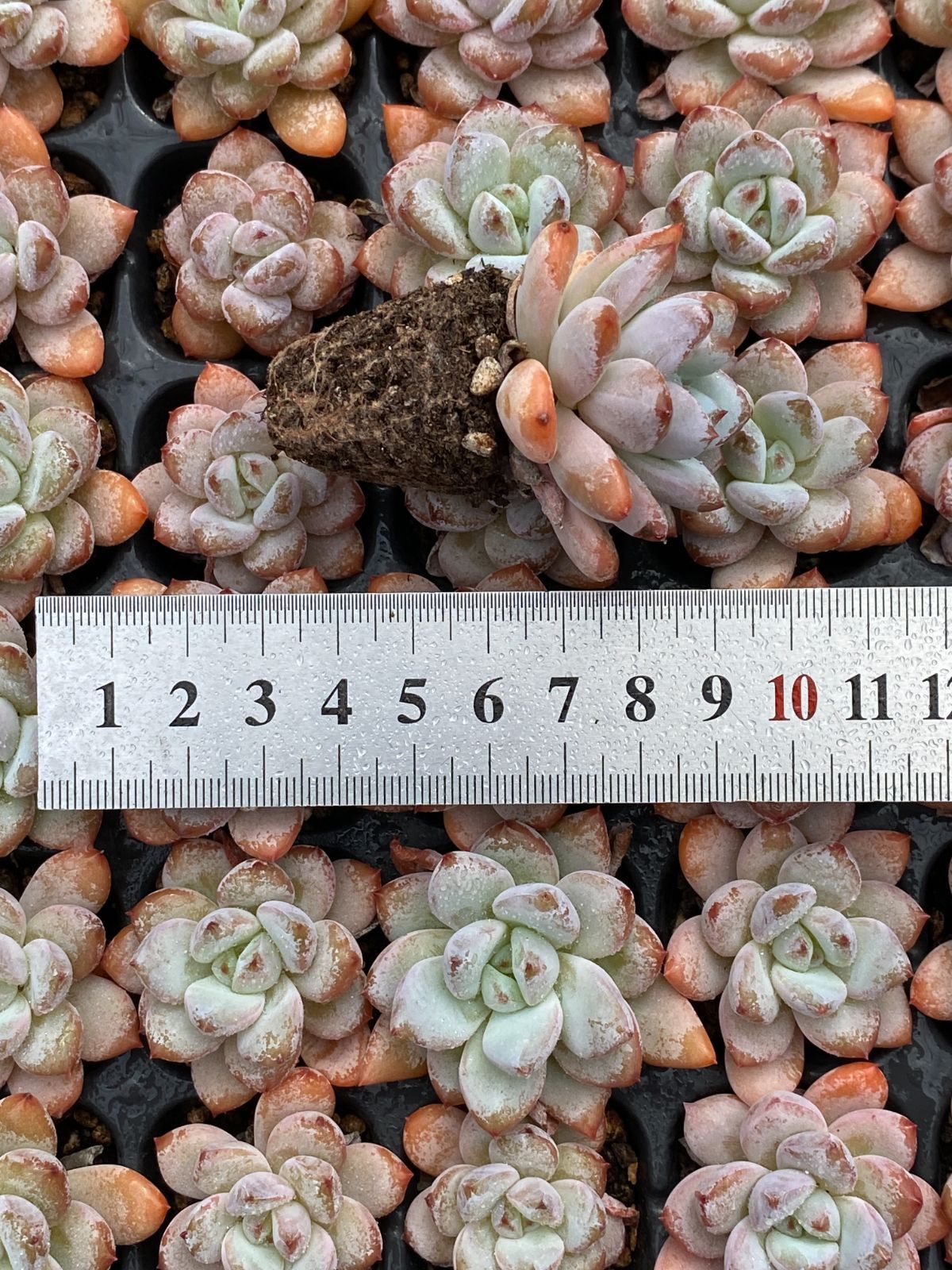 AAA 新入荷 ホシカゲ XQS74×105苗 土付き 多肉植物 詰め合わせ