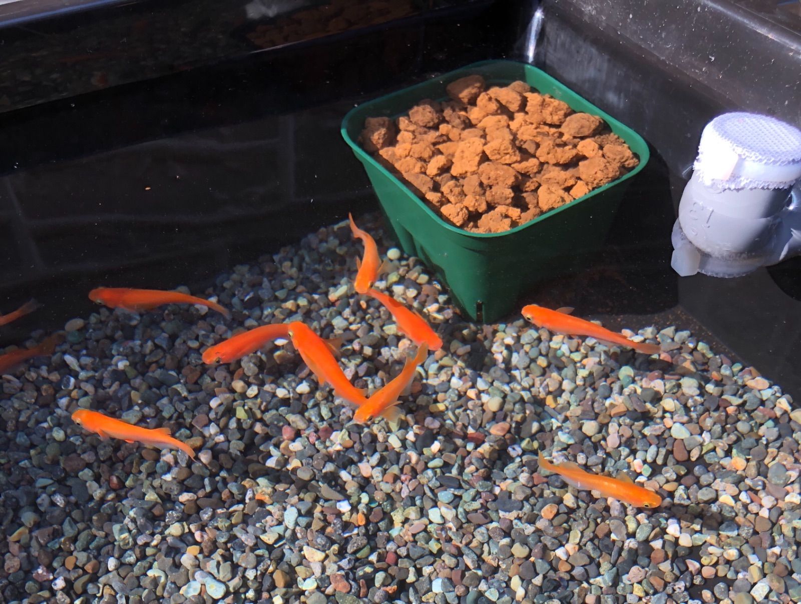 樽型メダカ飼育ケース【大】大磯石セット - メルカリ