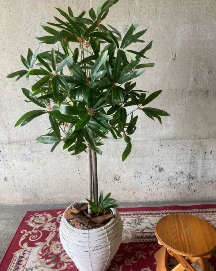 光触媒 人工観葉植物 ウォールグリーン フェイクグリーン アルデシア