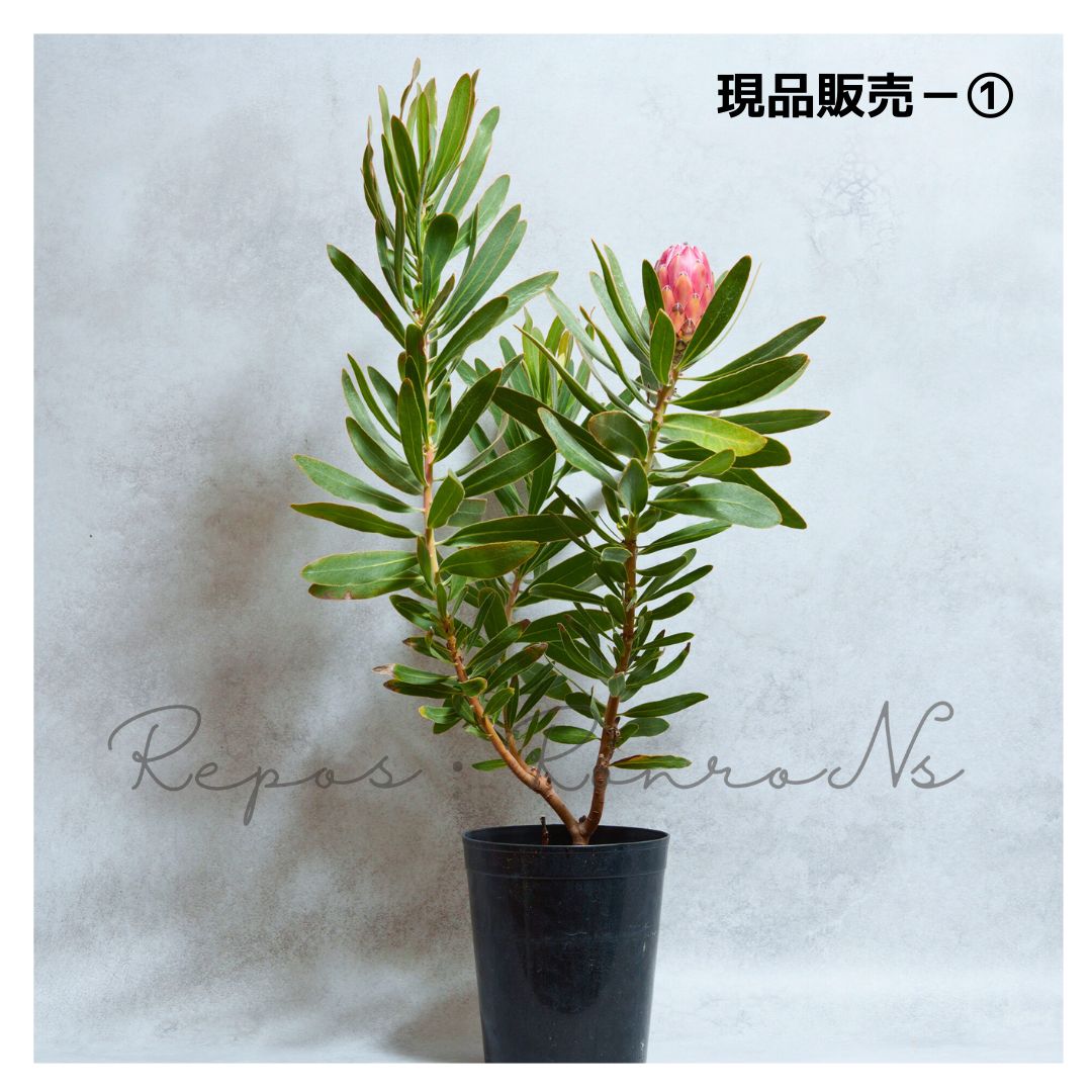 檜・本柾 盛台（H-128）36x24xH5.5cm 寿司 下駄 高級