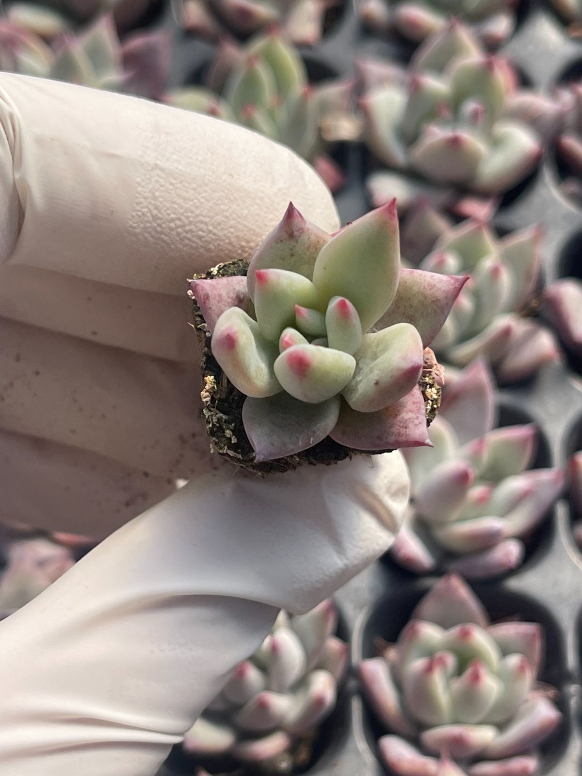 128株 S65-4 多肉植物 エケベリア 海 超美苗 サボテン 観葉植物 花 