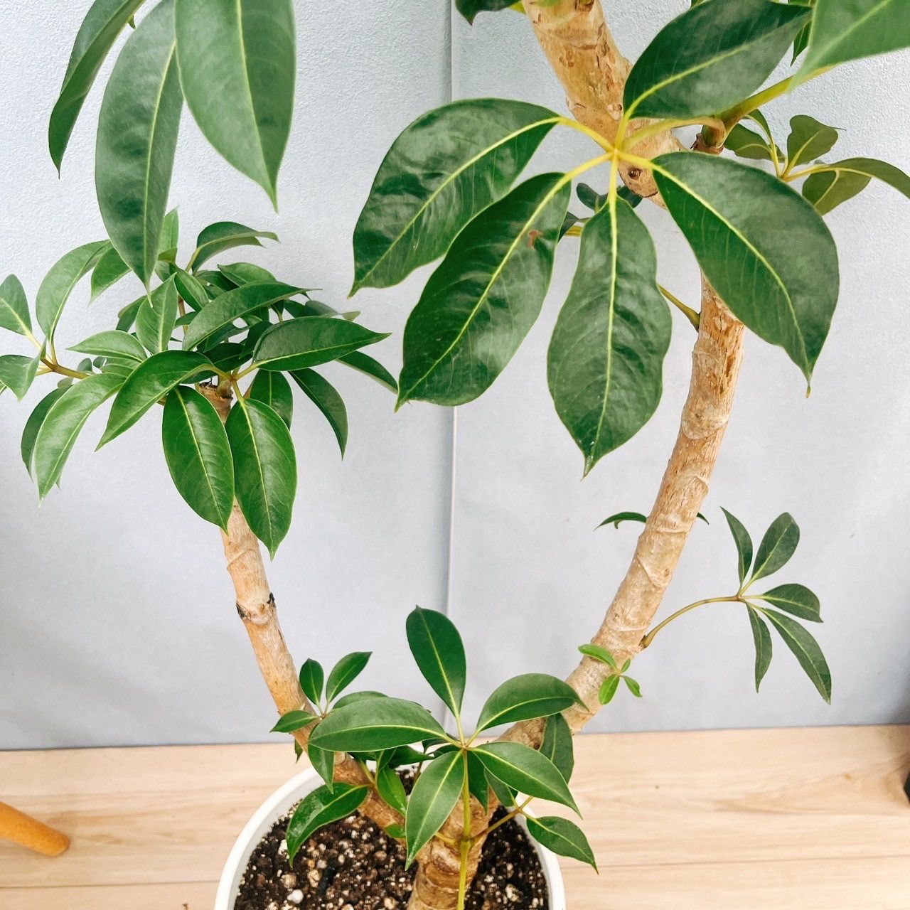 ドラセナ コンシンネ ホワイボリー【現品】観葉植物 室内 大型