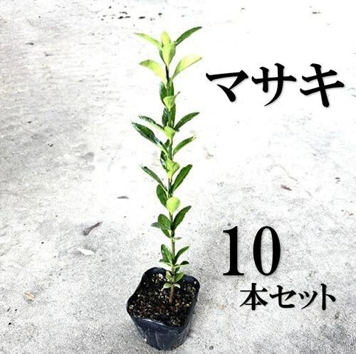 【10本セット】マサキ樹高0.5m前後10.5cmポット