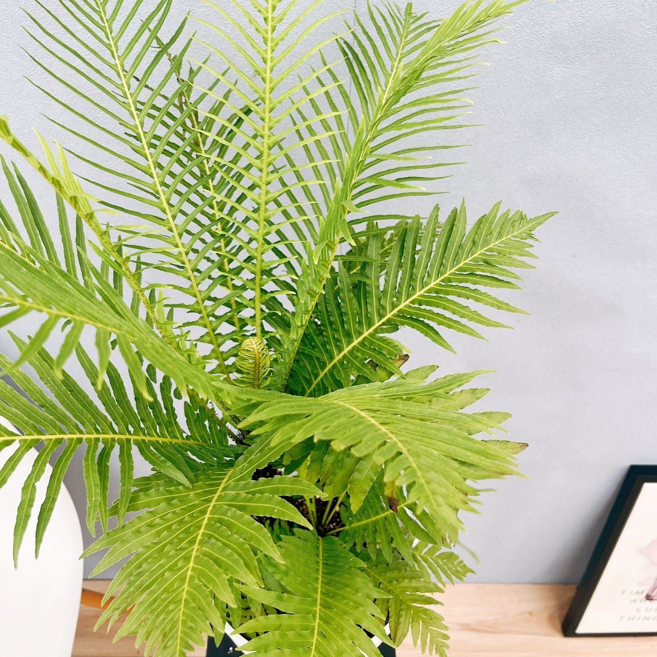現品］55番 ブレクナム ギバム シルバーレディ 6号 観葉植物