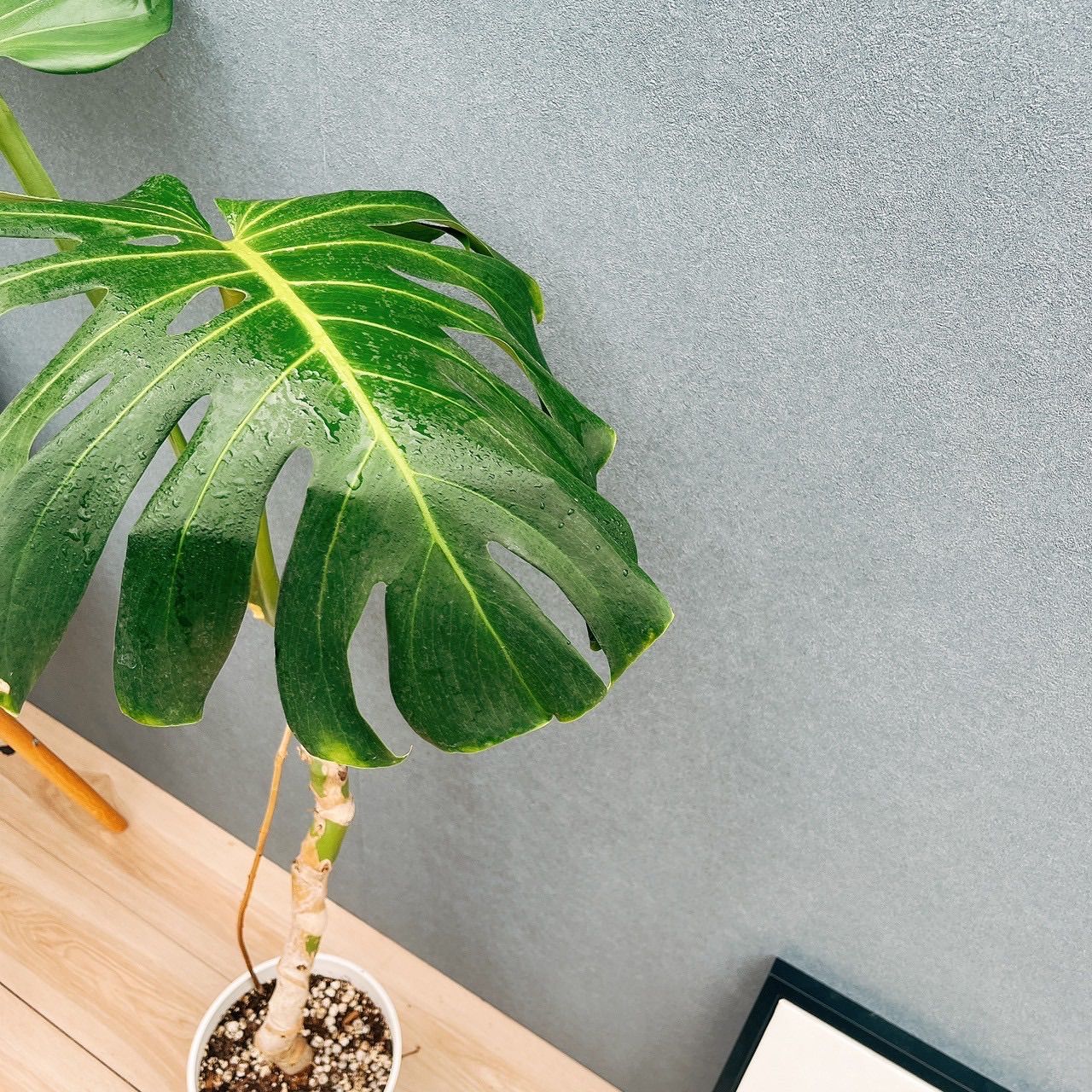 ［現品］【希少】63番　モンステラ　幹上がり　7号　観葉植物　室内　おすすめ 現品］【希少】63番 モンステラ 幹上がり 7号 観葉植物 室内 おすすめ