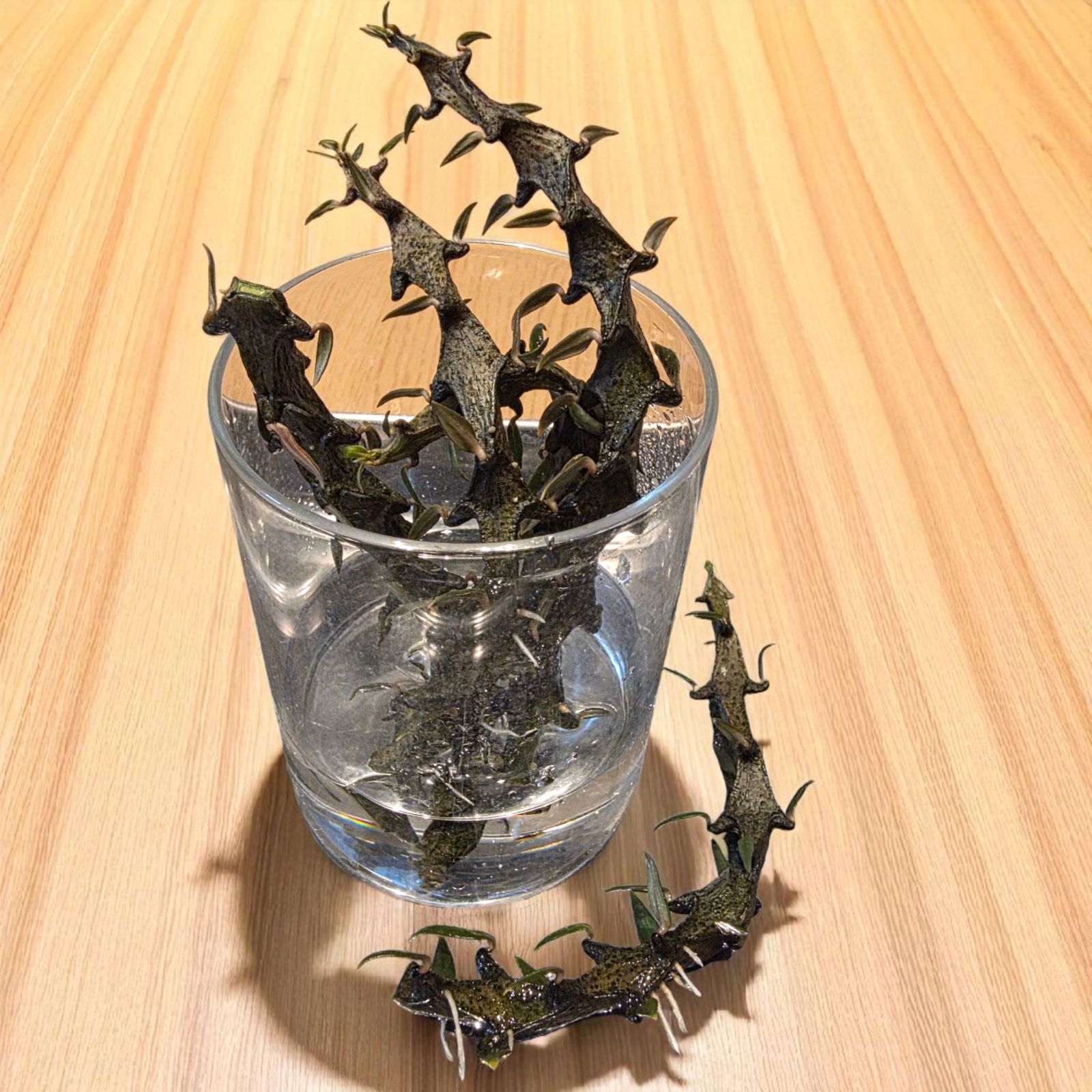 希少 珍奇植物 セロペギア・ボッセリ (Ceropegia bosseri) 抜き苗 発根