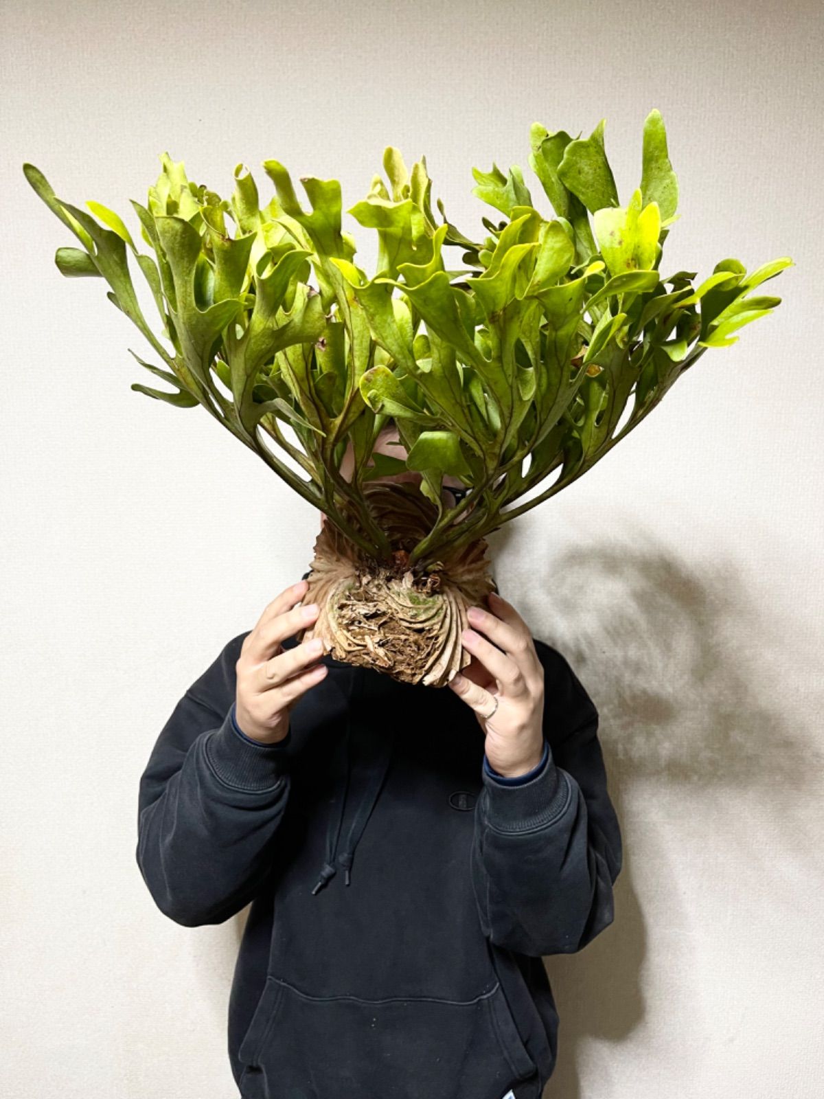 P.ridleyi Wild Indonesia リドレイ 【美株/大株】 P.ridleyi Wild Indonesia リドレイ 【美株/大株】 P.ridleyi Wild