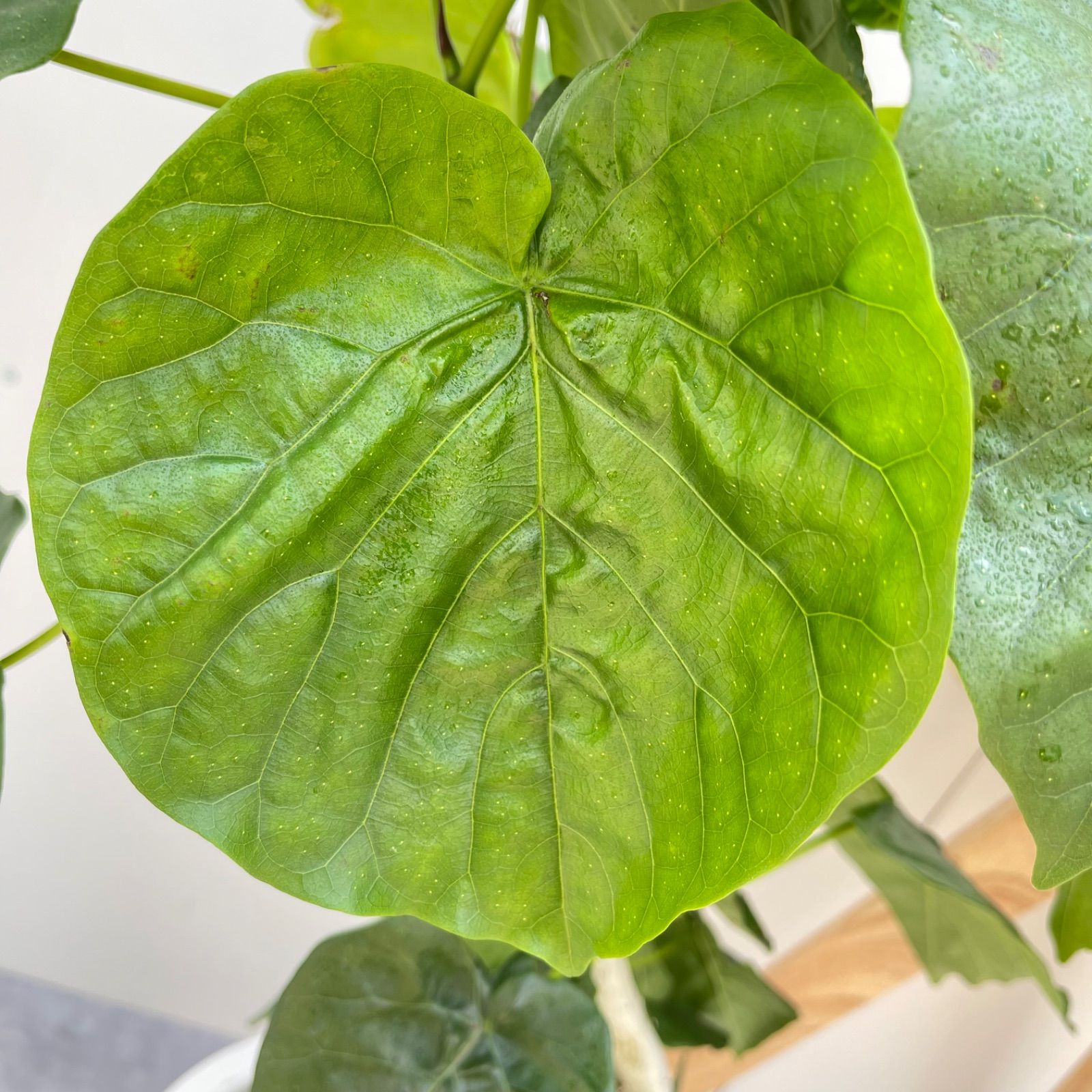 観葉植物