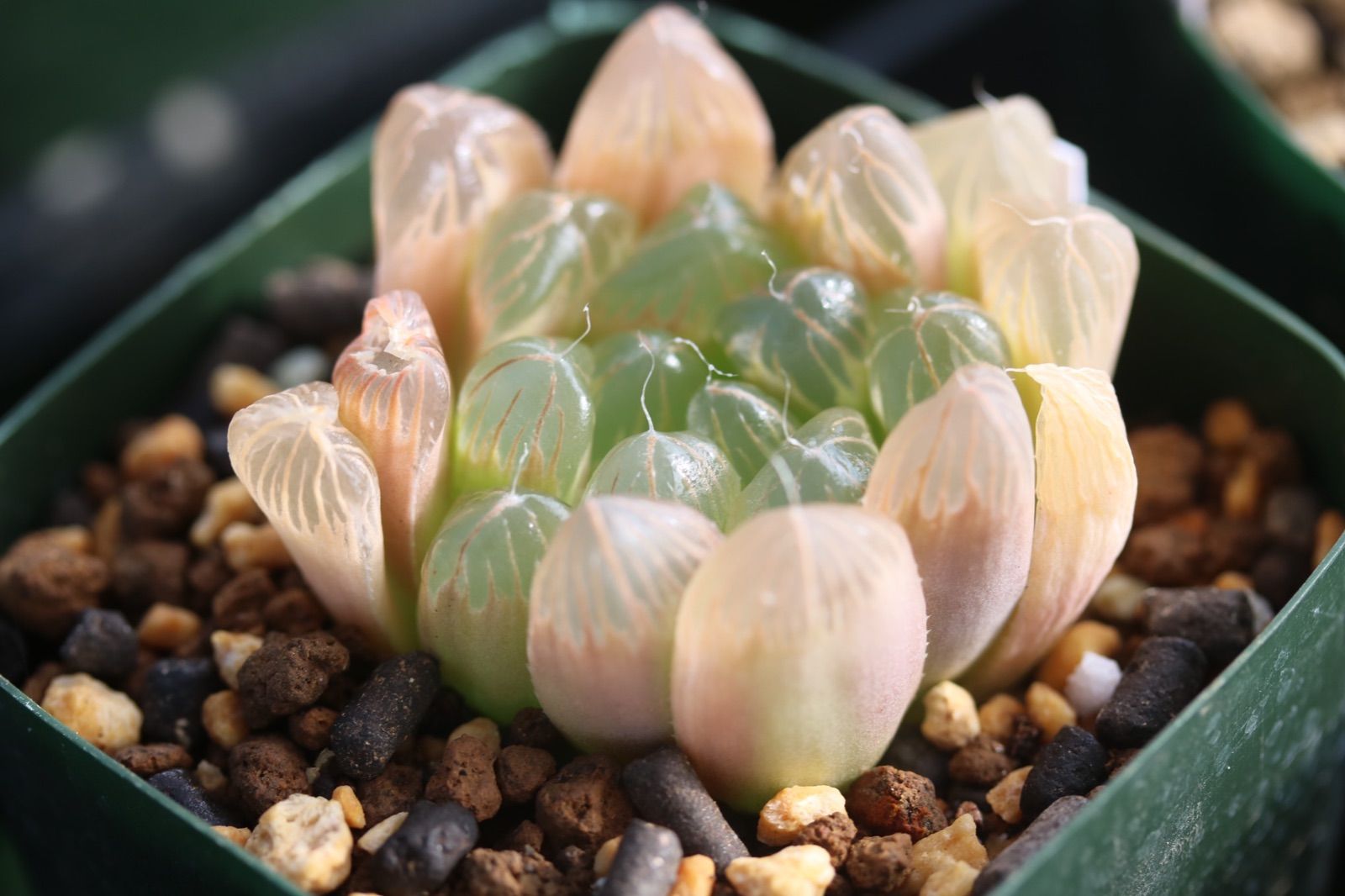 多肉植物 ハオルチア オブツーサNO13 - メルカリ