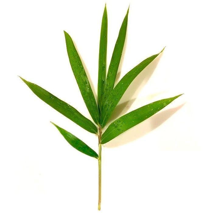 笹の葉/ささ/竹/飾り葉/敷き葉/和食/花あしらい/郷土料理/日本料理