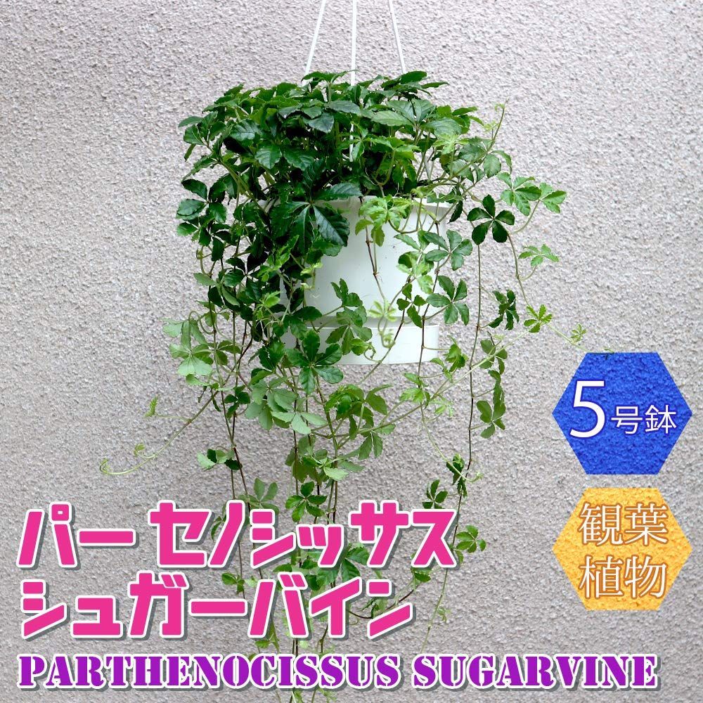 にも育てやすく
