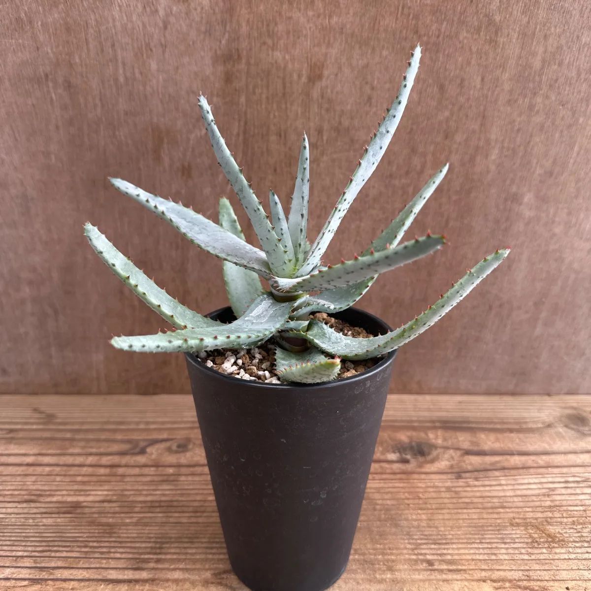 メルカリ便発送☆アロエ実生苗 (コニフェラ×カスティロニアエ)×メラナカンサ メルカリ便発送☆アロエ実生苗 (コニフェラ×カスティロニアエ