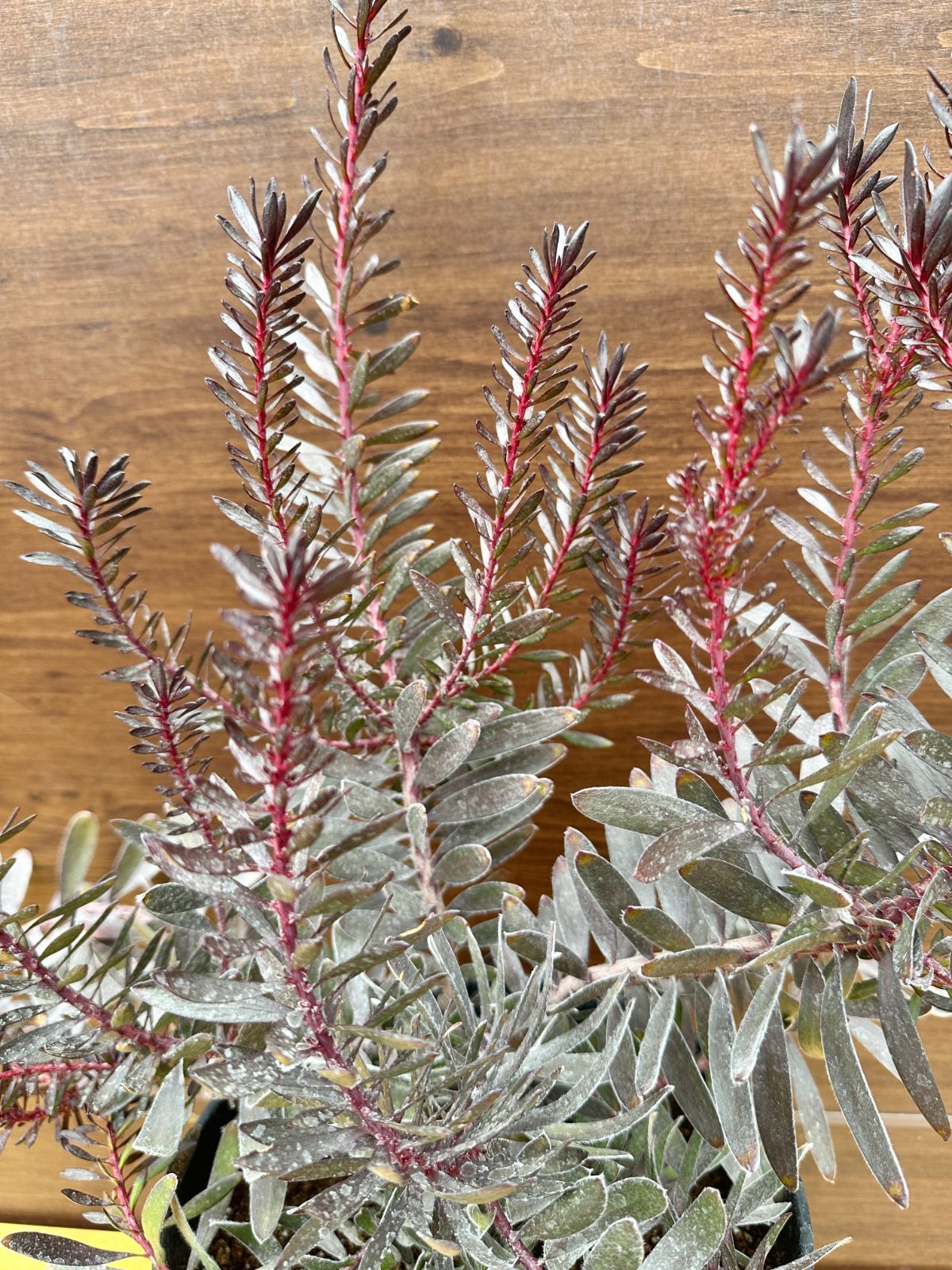 希少×黒葉×大株】④ リューカデンドロン デュリフ オージープランツ 8