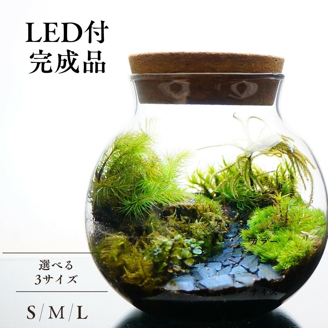 完成品 16cm LEDライトコルク蓋付 苔テラリウム 石畳 黒石 草原に続く道 テラリウム プレゼント 木化石 新生活 入学祝い 会 送別会プレゼント 観葉植物 ギフト 贈り物 お祝い 選べる