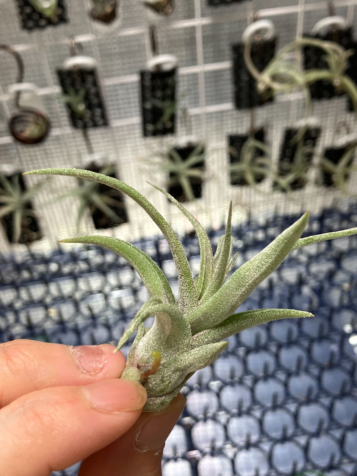 【ネコポス】 チランジア ストレプトフィラ Tillandsia streptophylla　キンクマ農園☆T0046