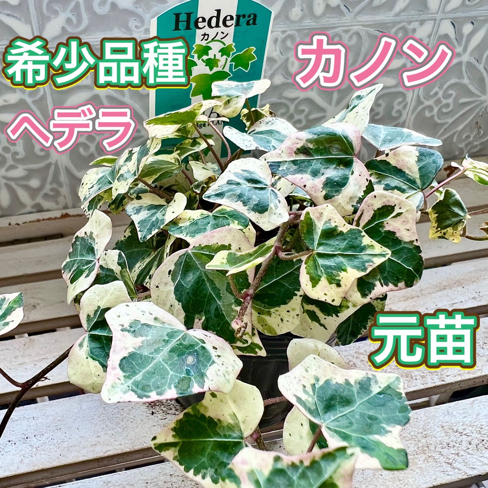 希少品種 へデラ カノン 元苗 アイビー 緊急入荷‼️ 寄せ植えに可愛い