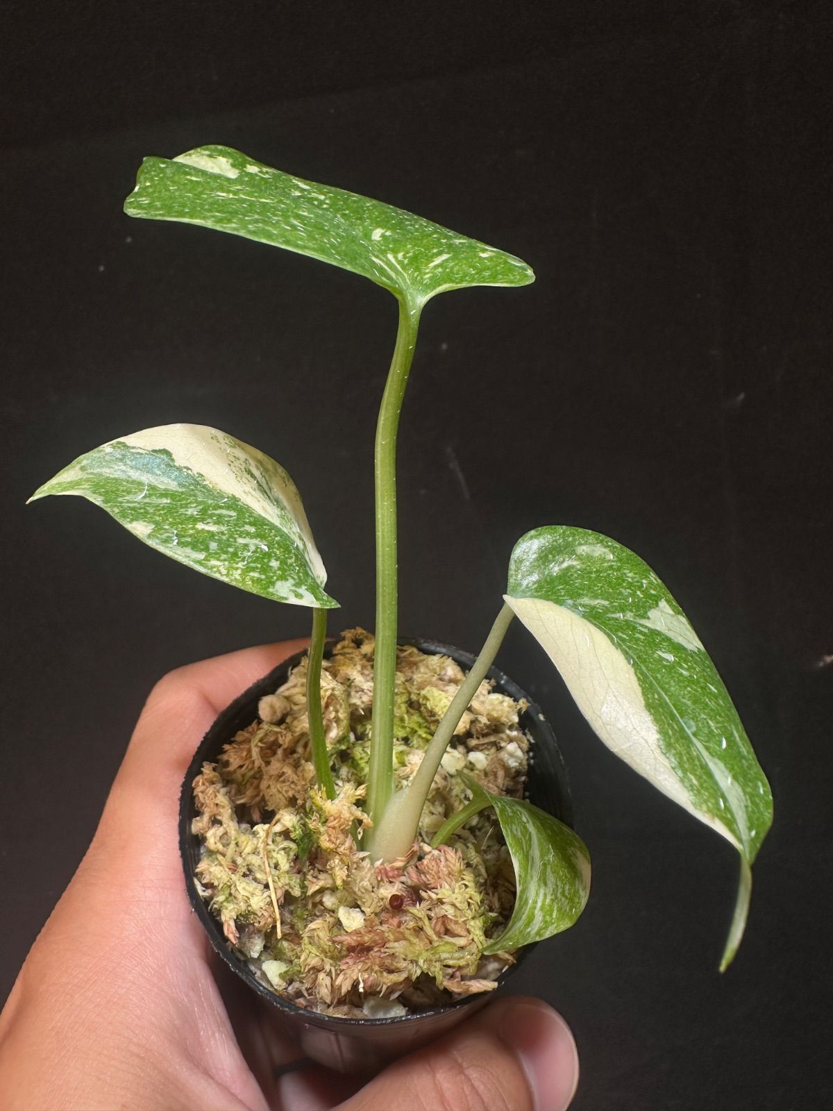 Monstera dericiosa platinum ⁄ モンステラデリシオーサプラチナム Monstera dericiosa platinum ⁄ モンステラデリシオーサプラチナム