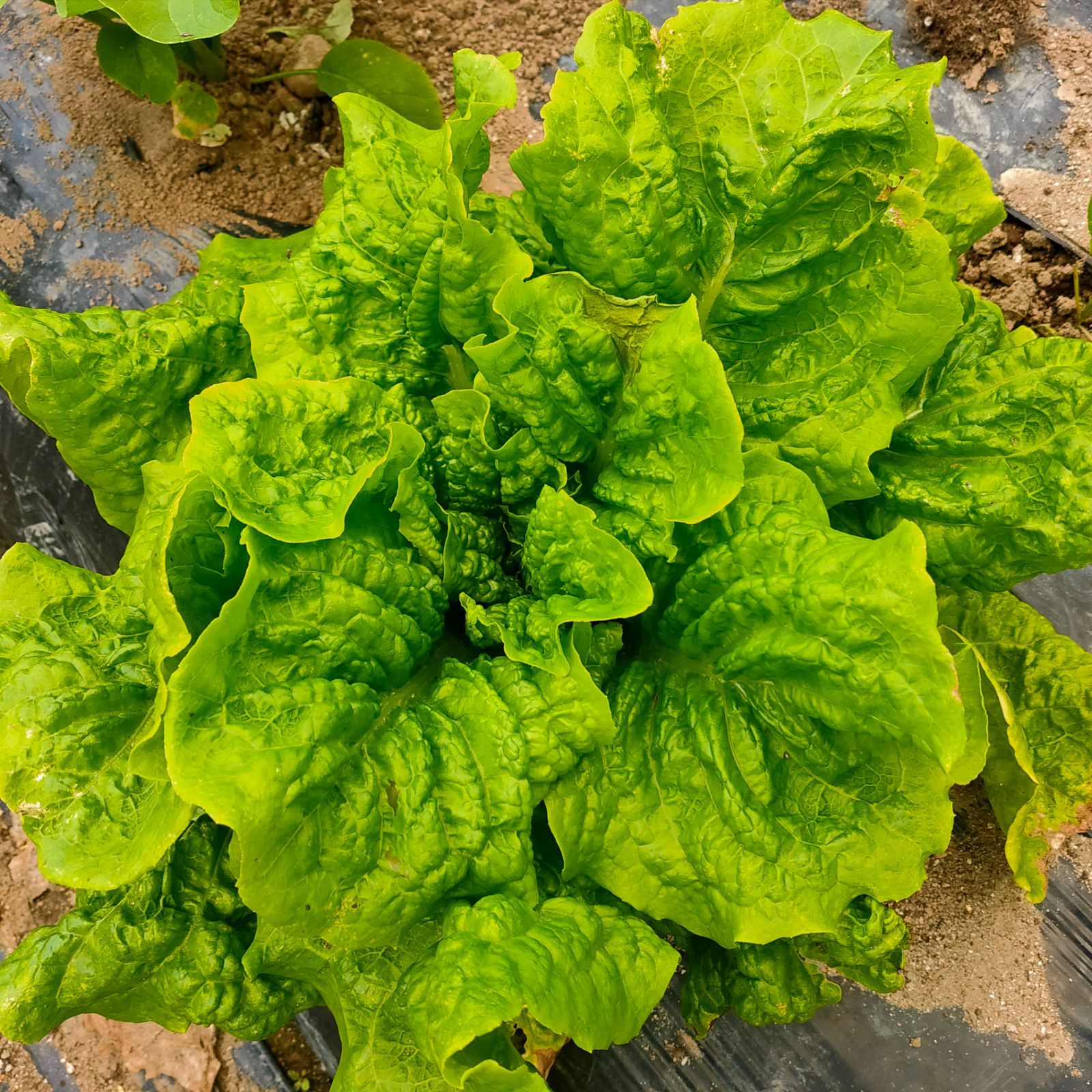 クール便】秋田県産 自然農法 野菜セット 無農薬 サイズ100 - メルカリ