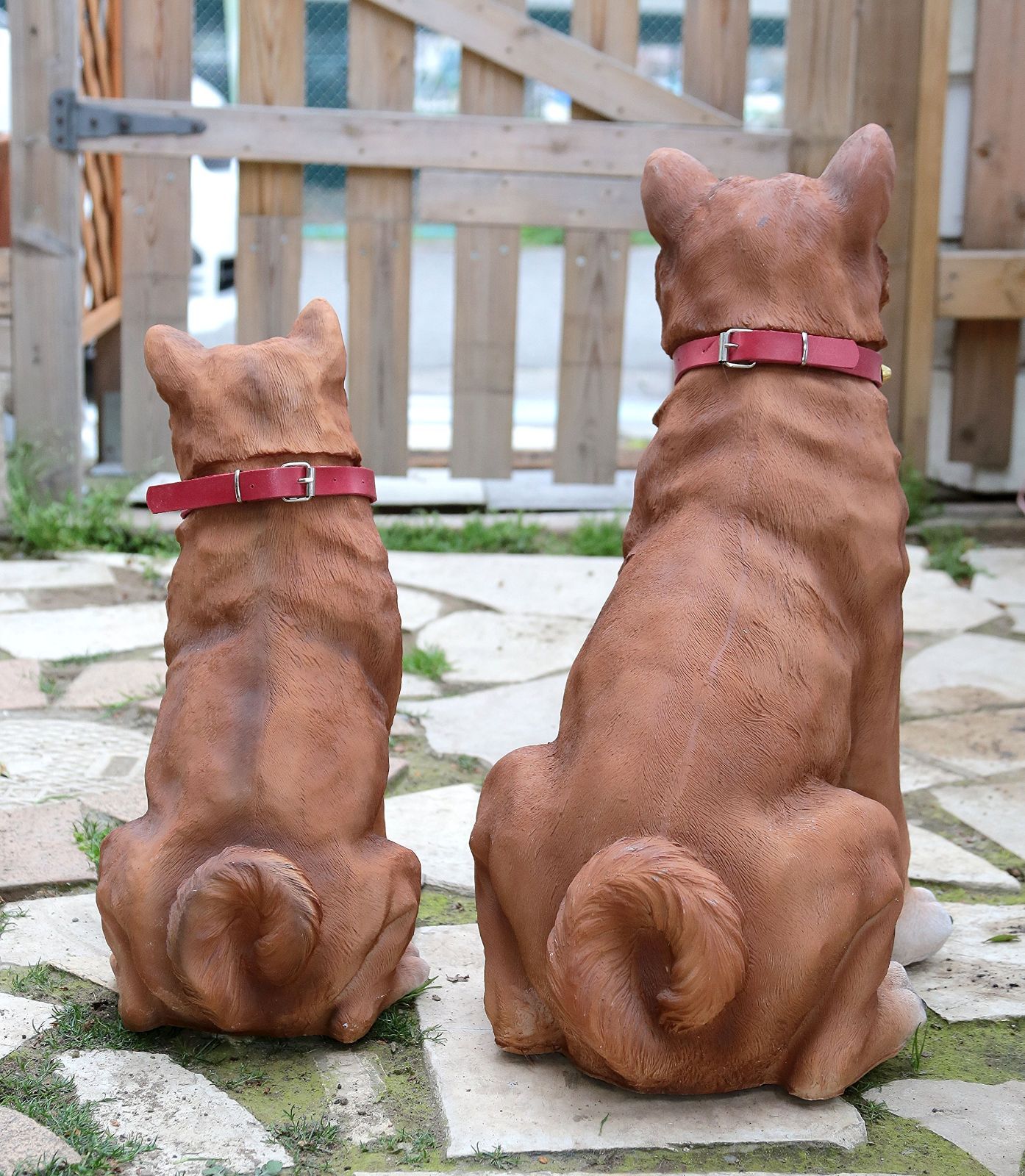 柴犬