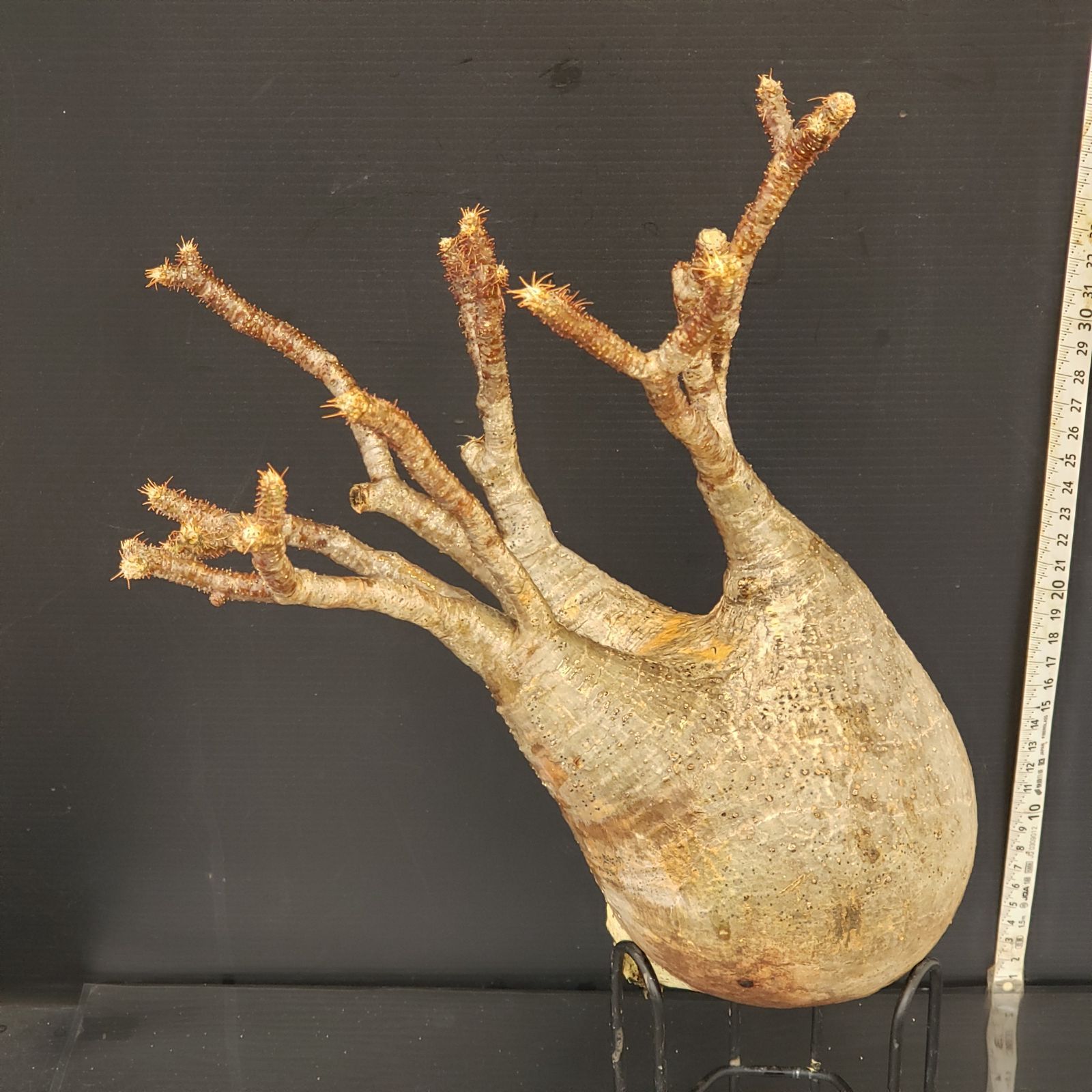 パキポディウム グラキリス パキポディウム グラキリス 17 1点物パキポディウム グラキリス | P-17