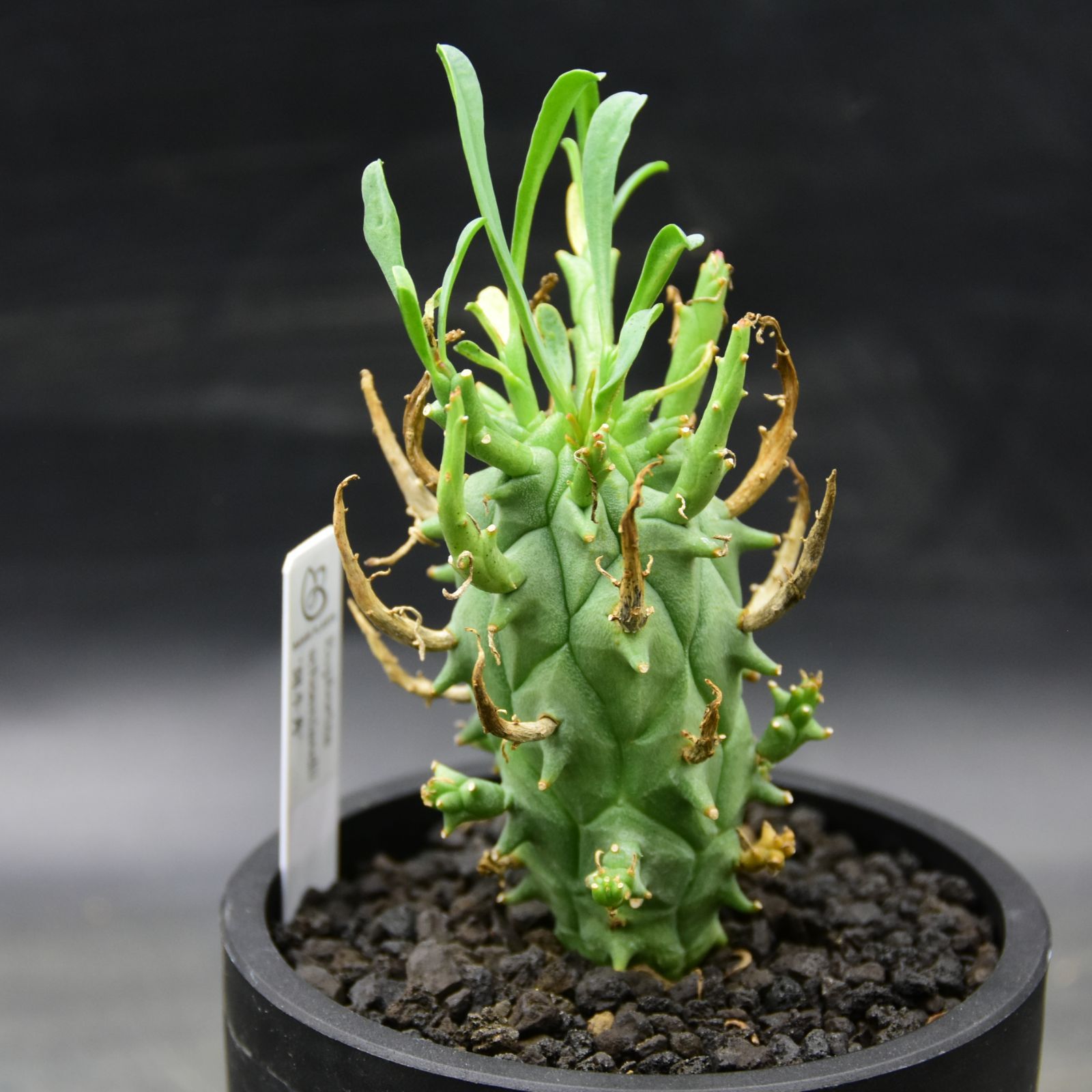 ユーフォルビア 闘牛角 ユーフォルビア・スコエンランディー(闘牛角